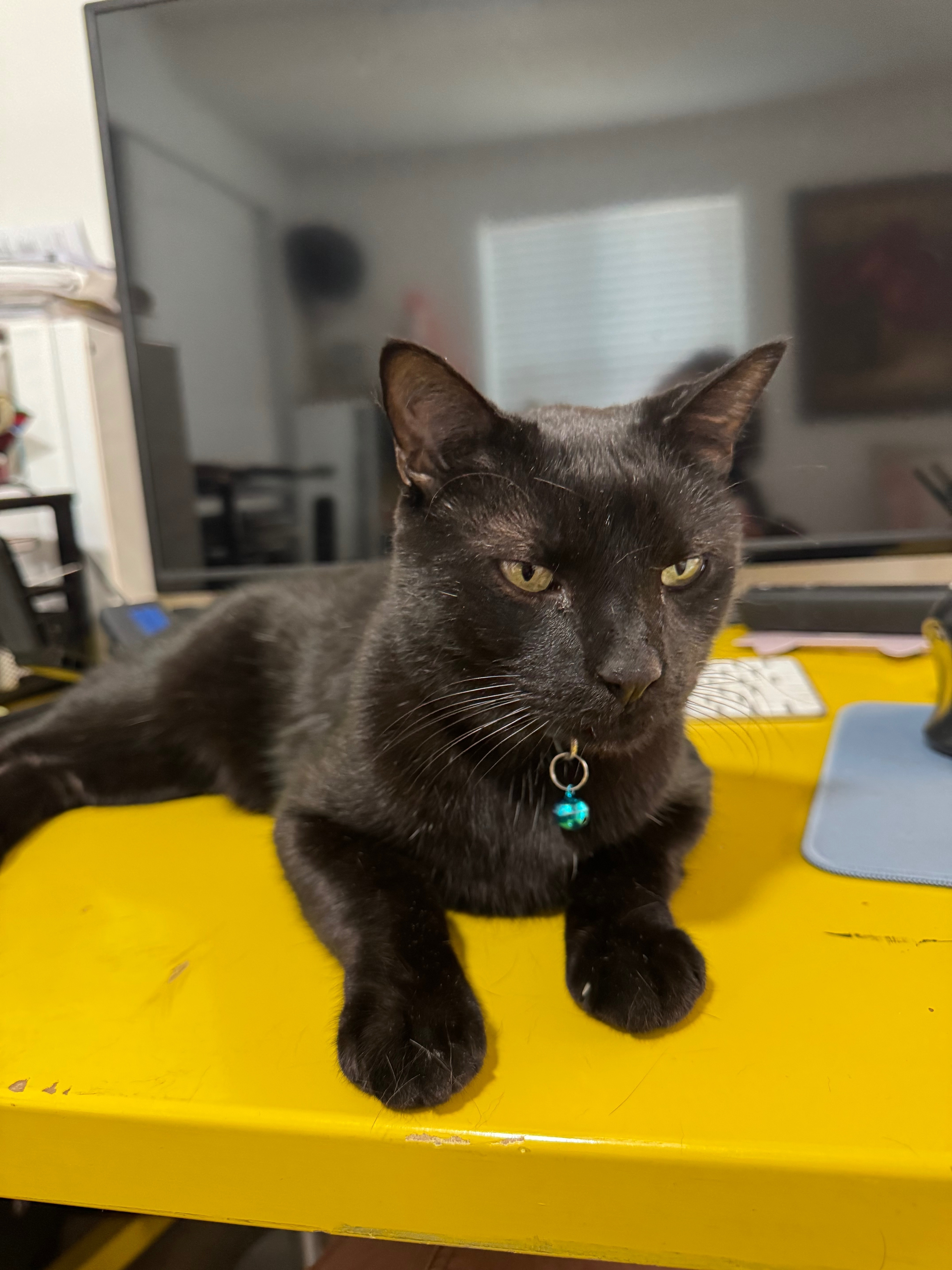 Lost Shy Black Cat on East Waverly St