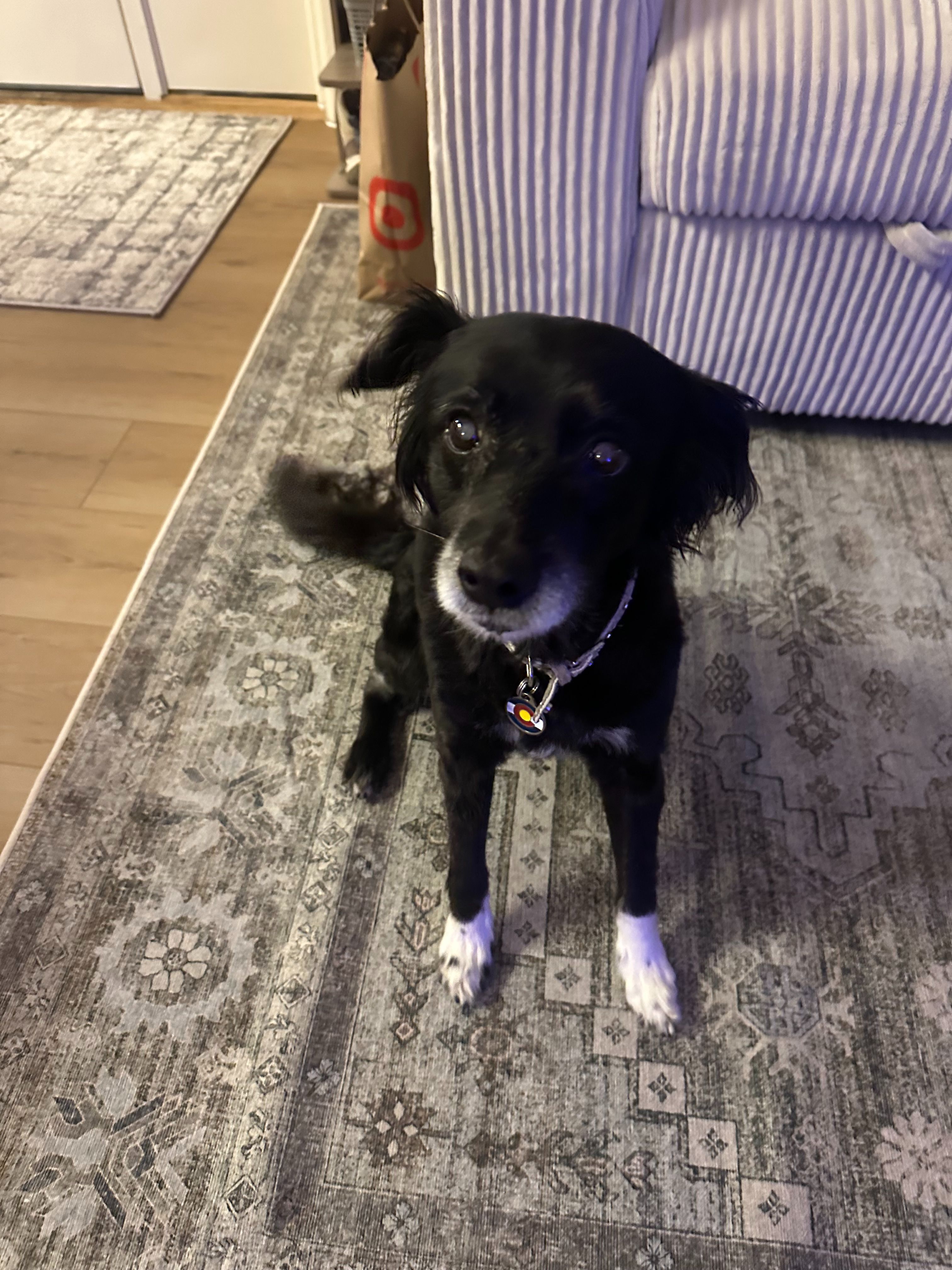Lost Border Collie Mix in Denver: Help!
