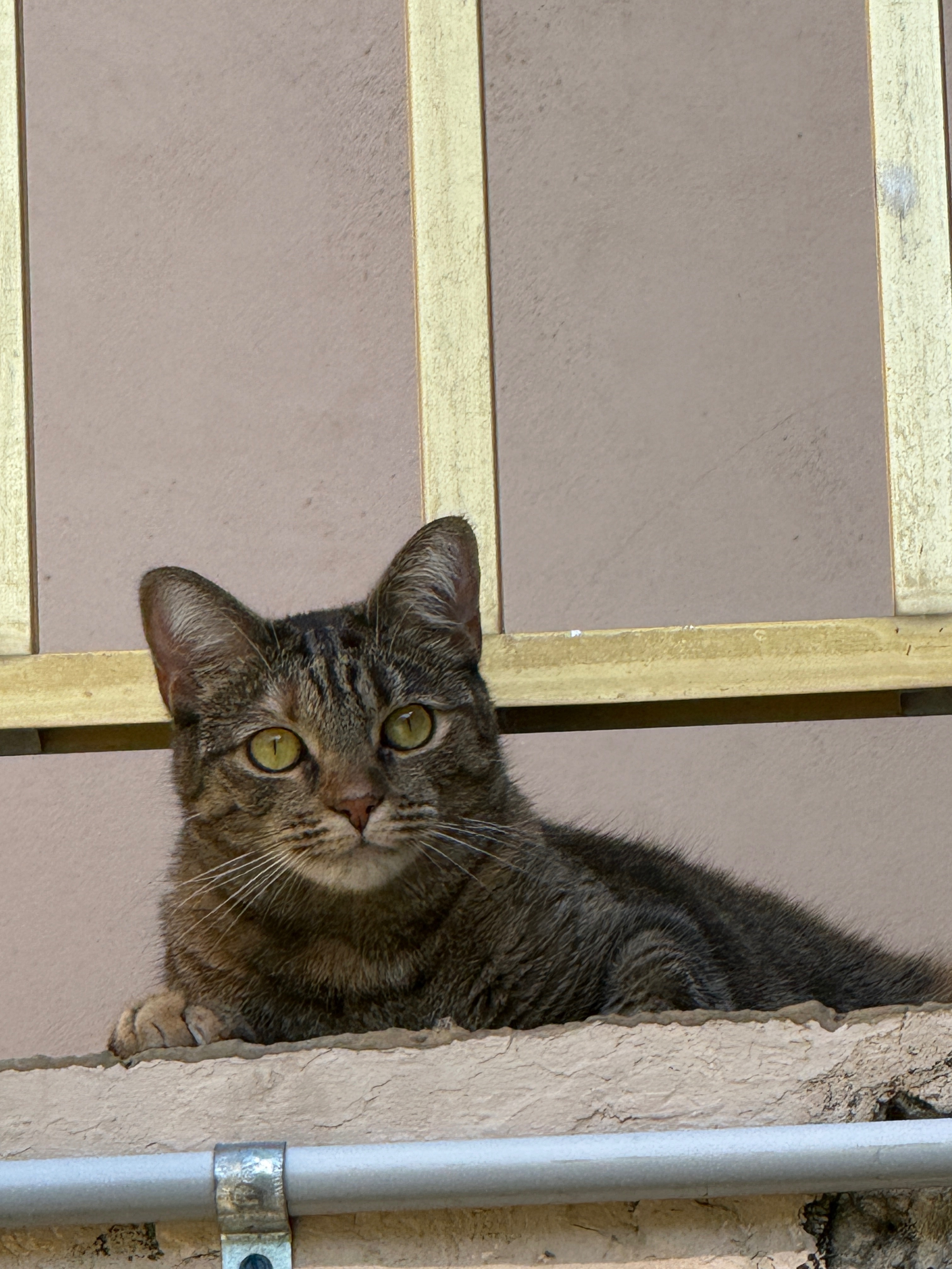 Missing Tabby Cat: Mila, Bay Harbor