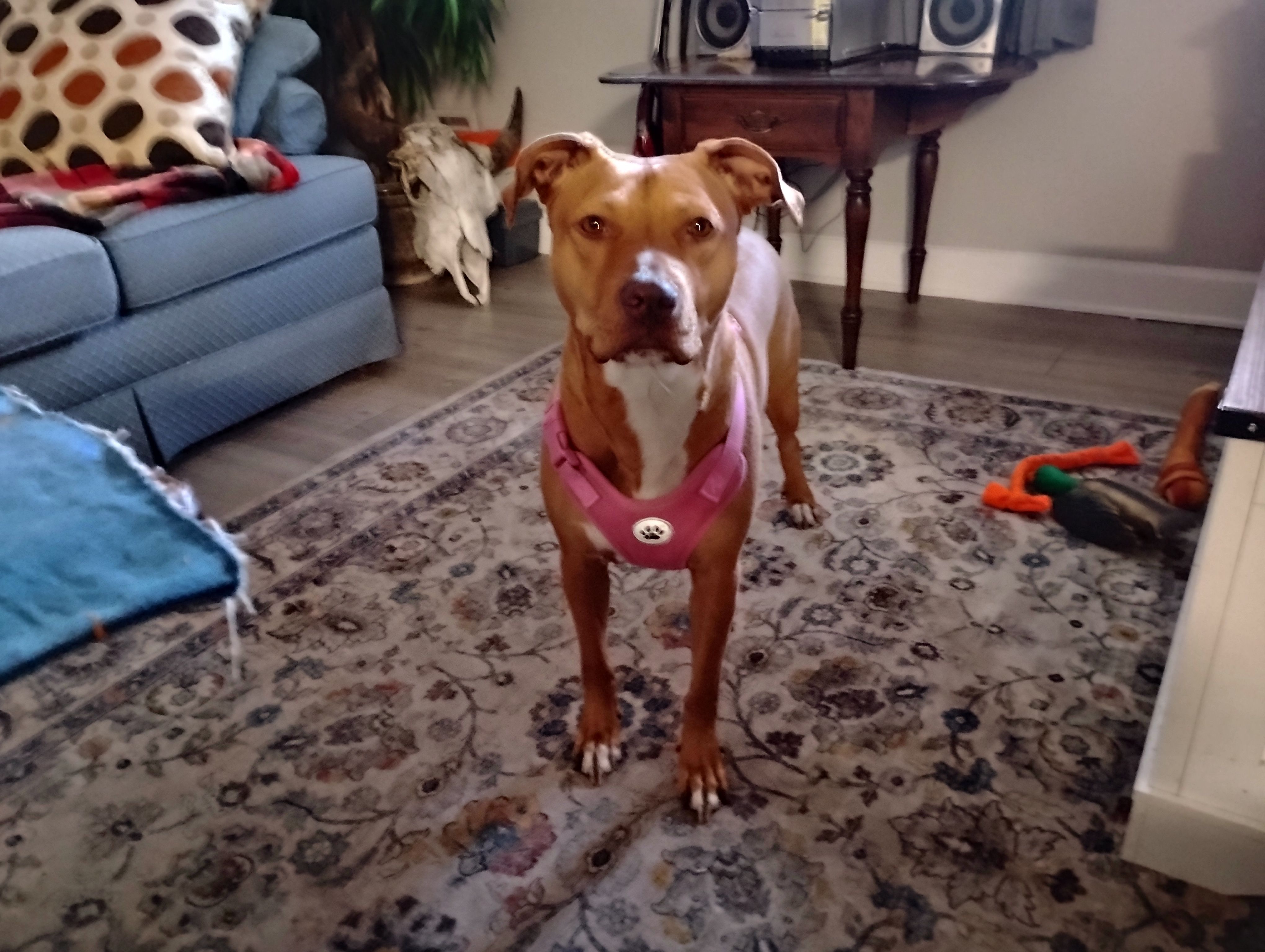 Lost Pit Terrier Mix: Millie Needs Help!