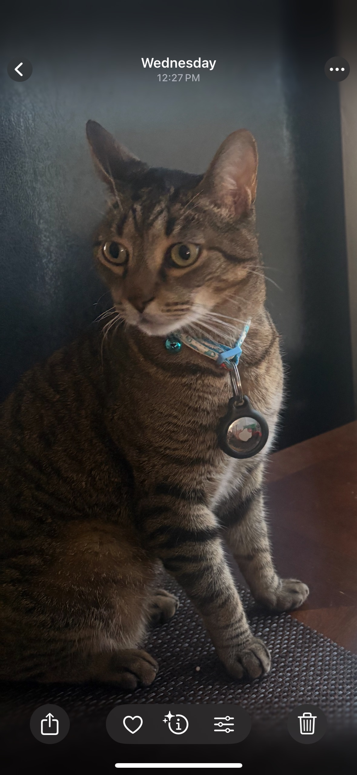 Lost Cat: Short Tail, North 34th St.