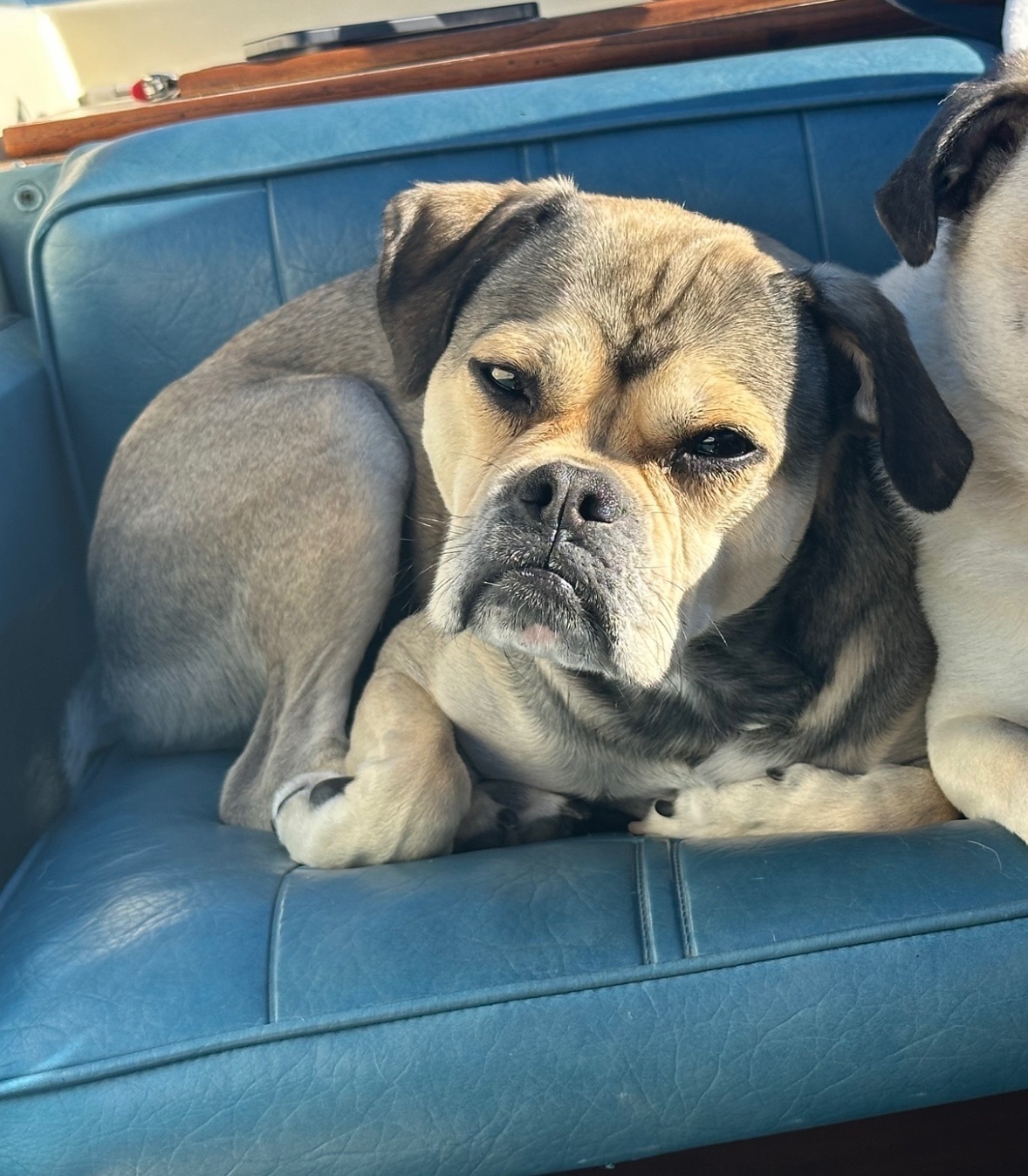 Lost: Sweet Pug/Boxer Mix on the Loose