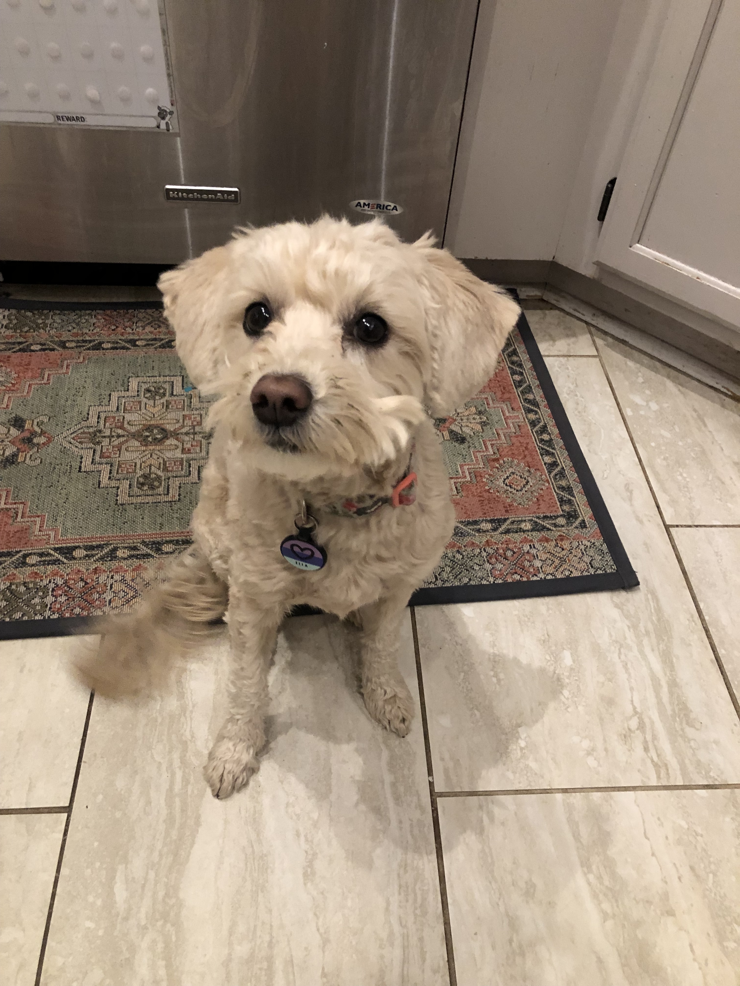 Help Find Ella: Lost Mini Goldendoodle