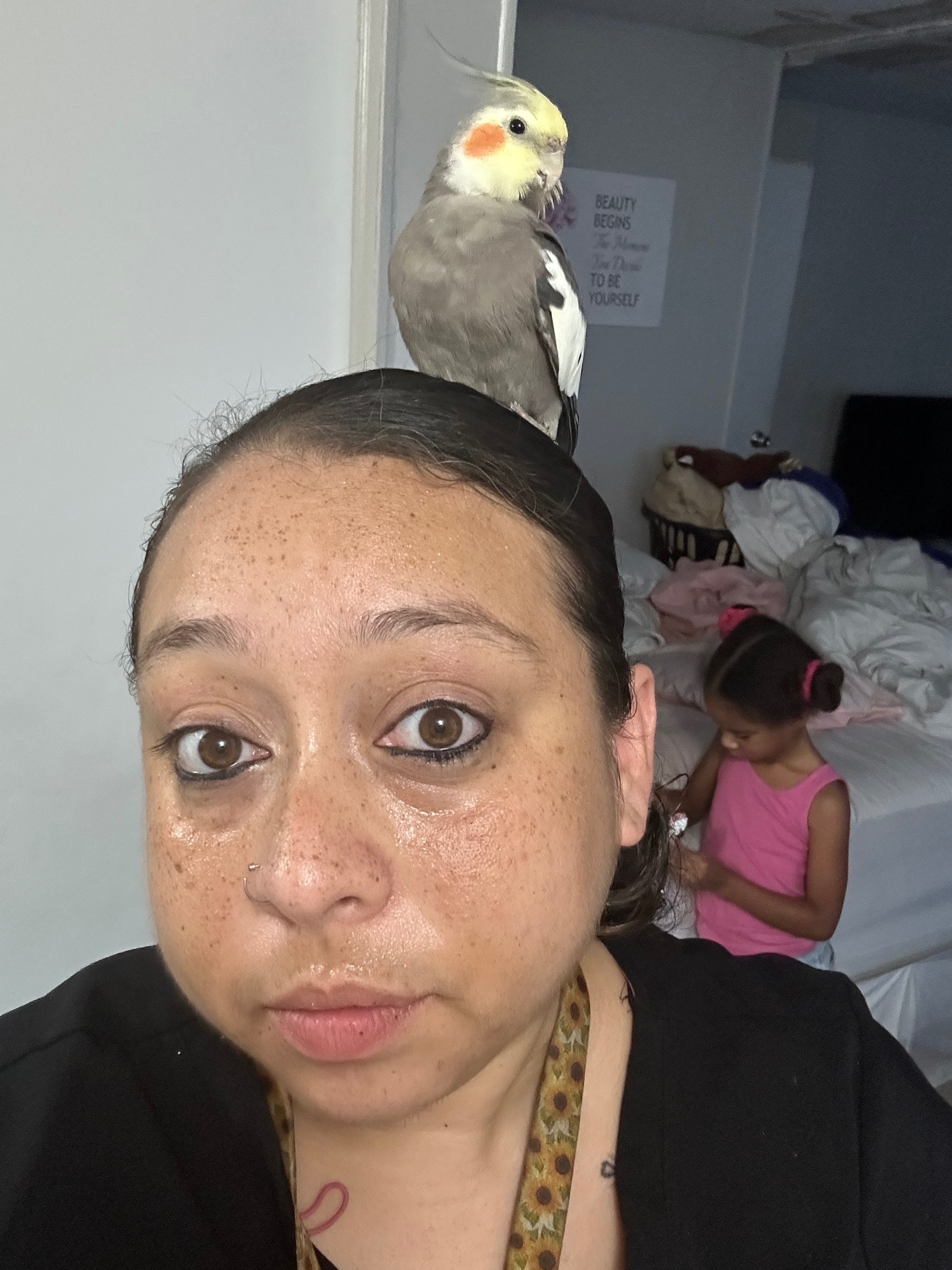 Lost Grey & White Bird: Arlington 3653