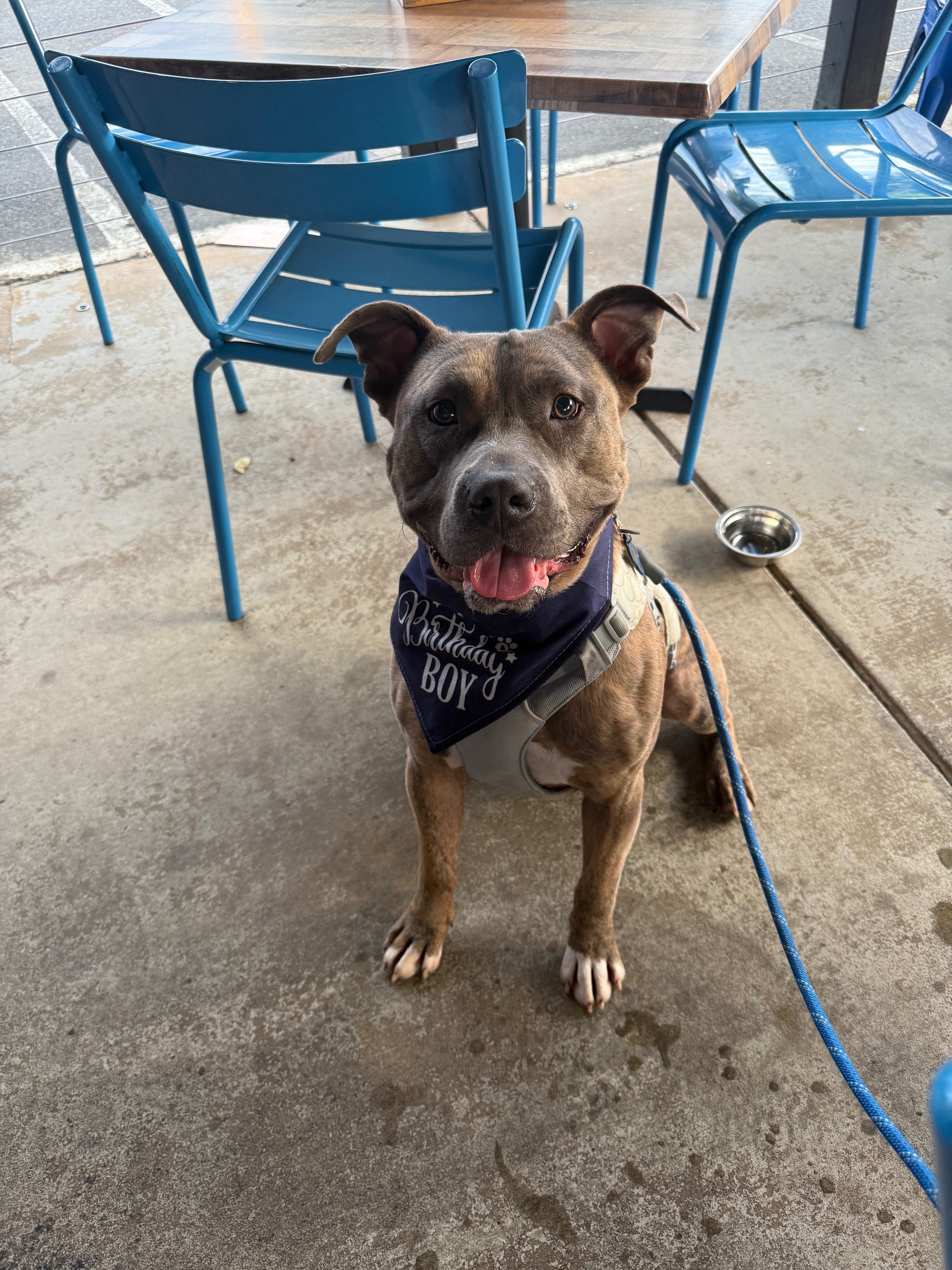 Lost Dog: Mogli in Charlotte, NC