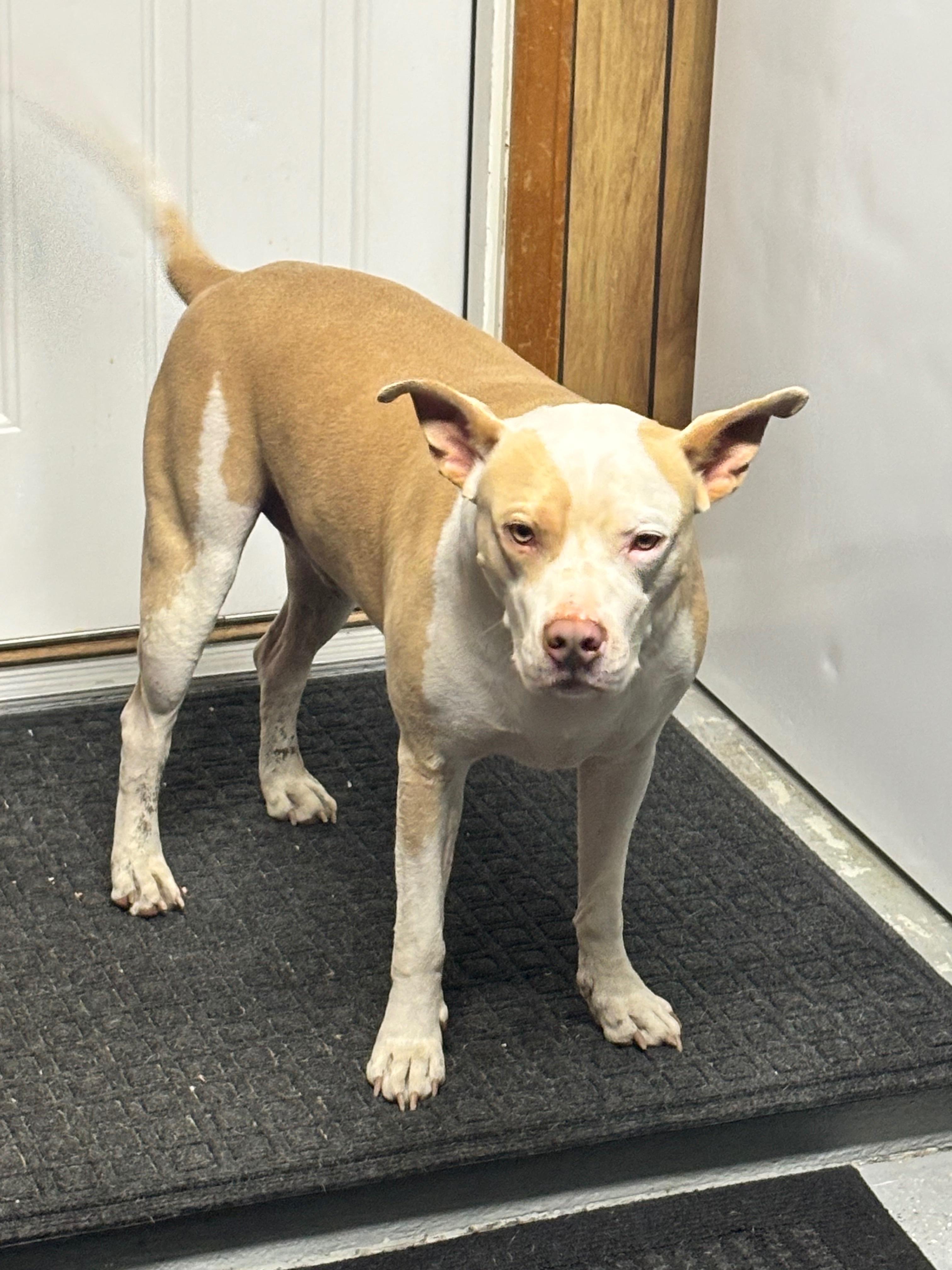 Pitt breed around 2 yrs old light tan and white, very well behaved with no collar.