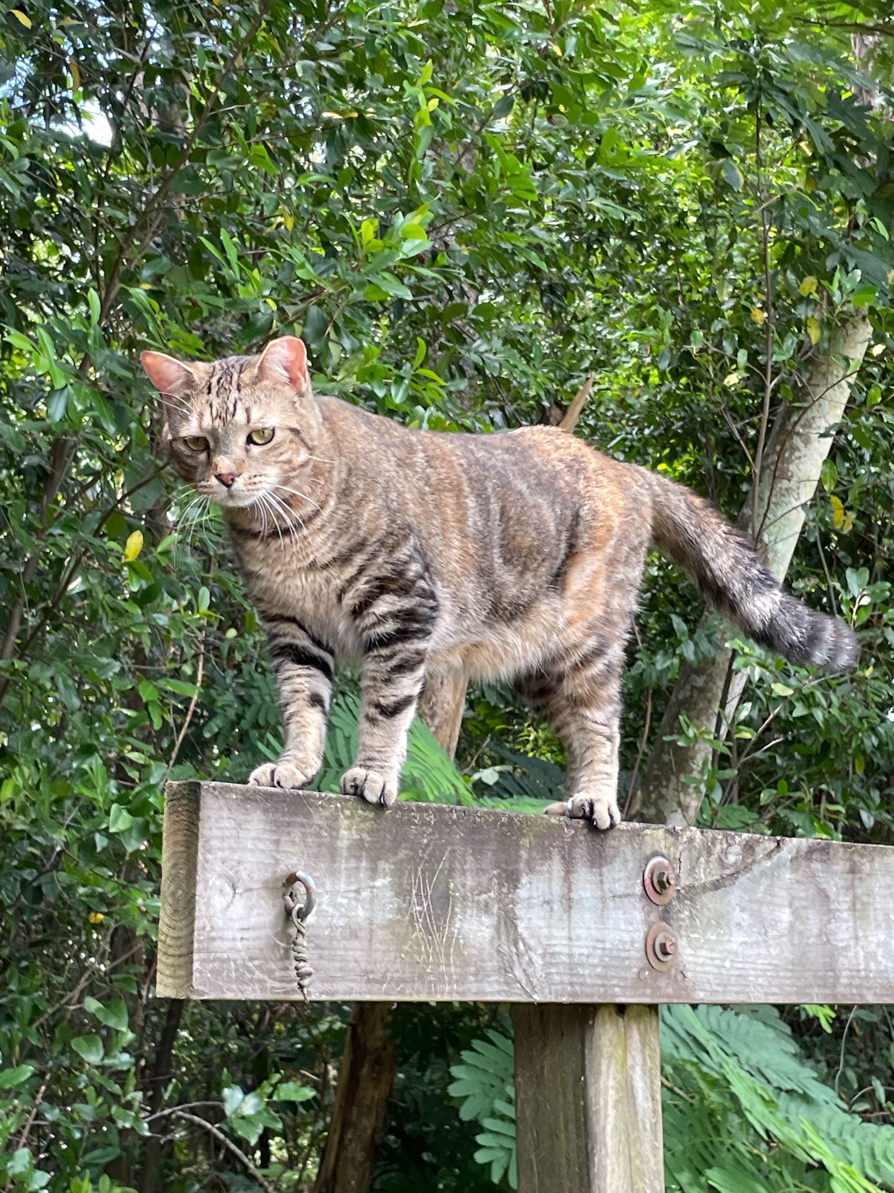 Lost Gray Tabby: Needs Medication Daily