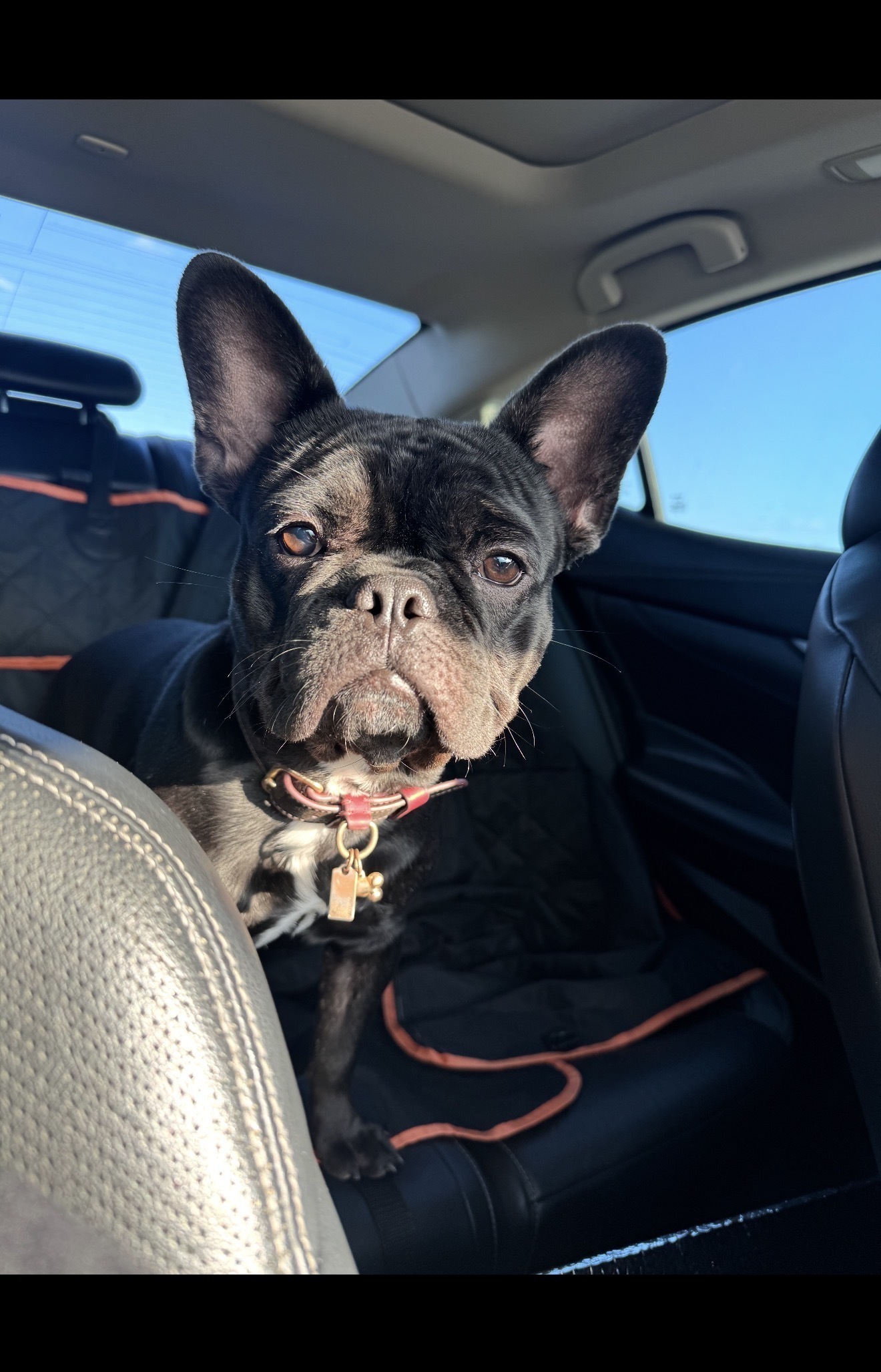 Lost Brindle Dog on Westview Drive