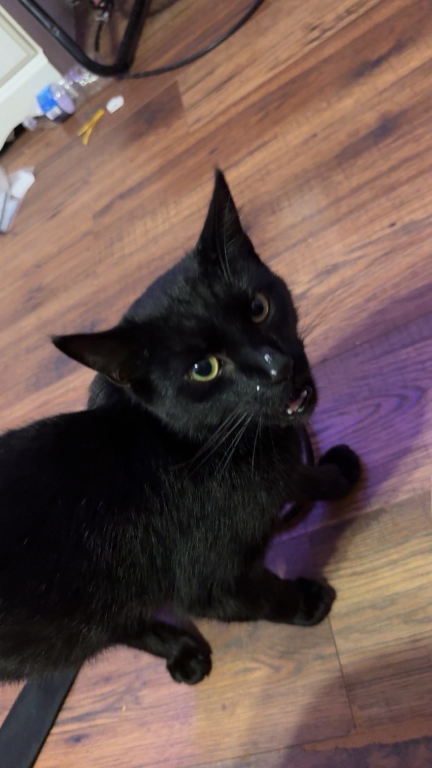 Lost Black Cat: Green Eyes, Greenview Rd