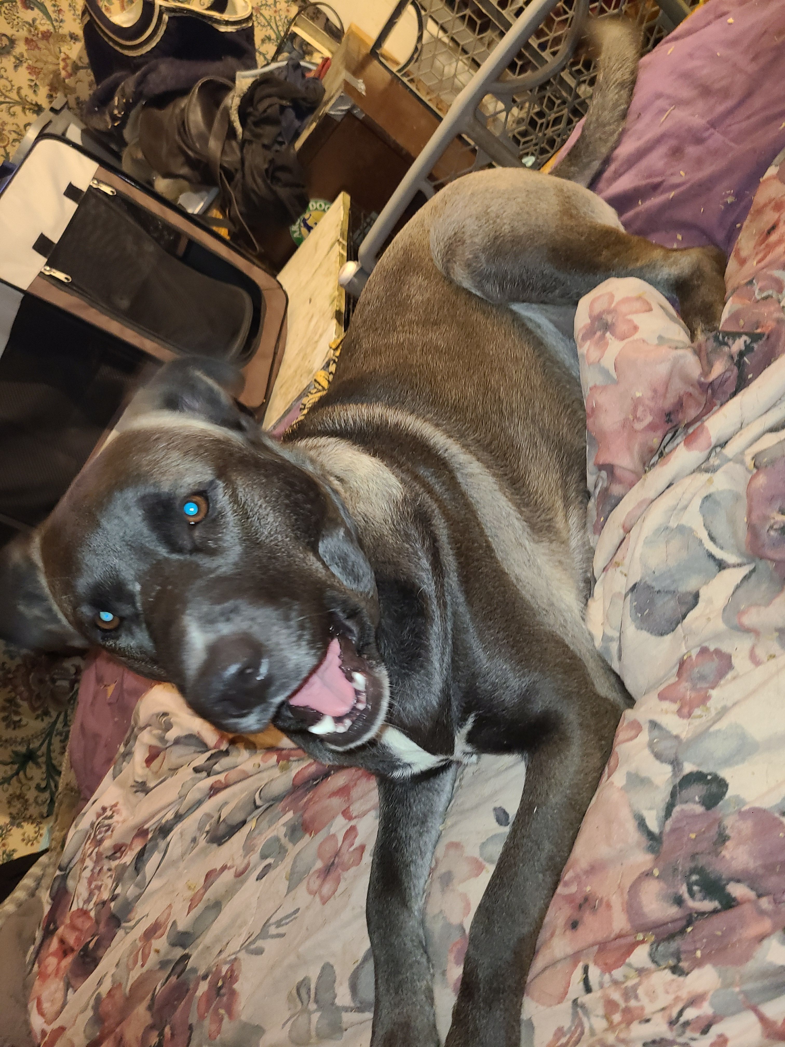 Maggie is a pitsky (½ pitbull and ½ husky). She looks like a mini German shepherd. She is black, brown, sliver, tan, and white. She has an orange o-ring collar around her neck and there are no tags or anything on her collar. She broke out of the chain link fence outback and the last time I saw her she was heading towards the store (Galushas). We don't have a lot of company around so she barks at the sight of new people and hides behind me. Maggie is somewhat skiddish... She is non violent and has never bite or attempted to bite anyone. She backs away when she see people so If you do happen to come across her please please please stay where you are and call her name and when or if she does come to you please don't just try to grab her collar, knell down and try to rub her belly (she loves belly rubs). Once your rubbing her belly then grab her collar.