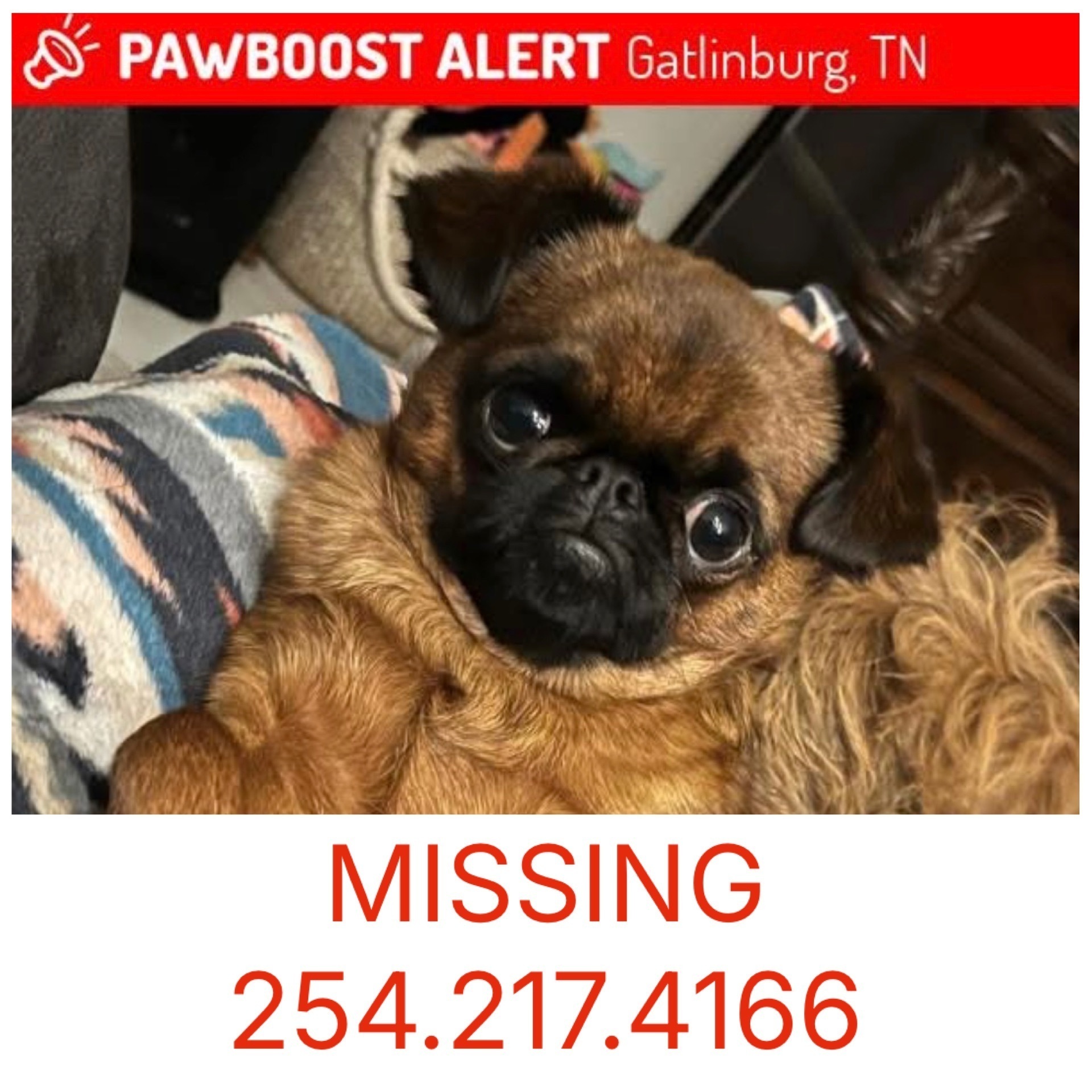 Lost Small Tan & Black Dog in Gatlinburg
