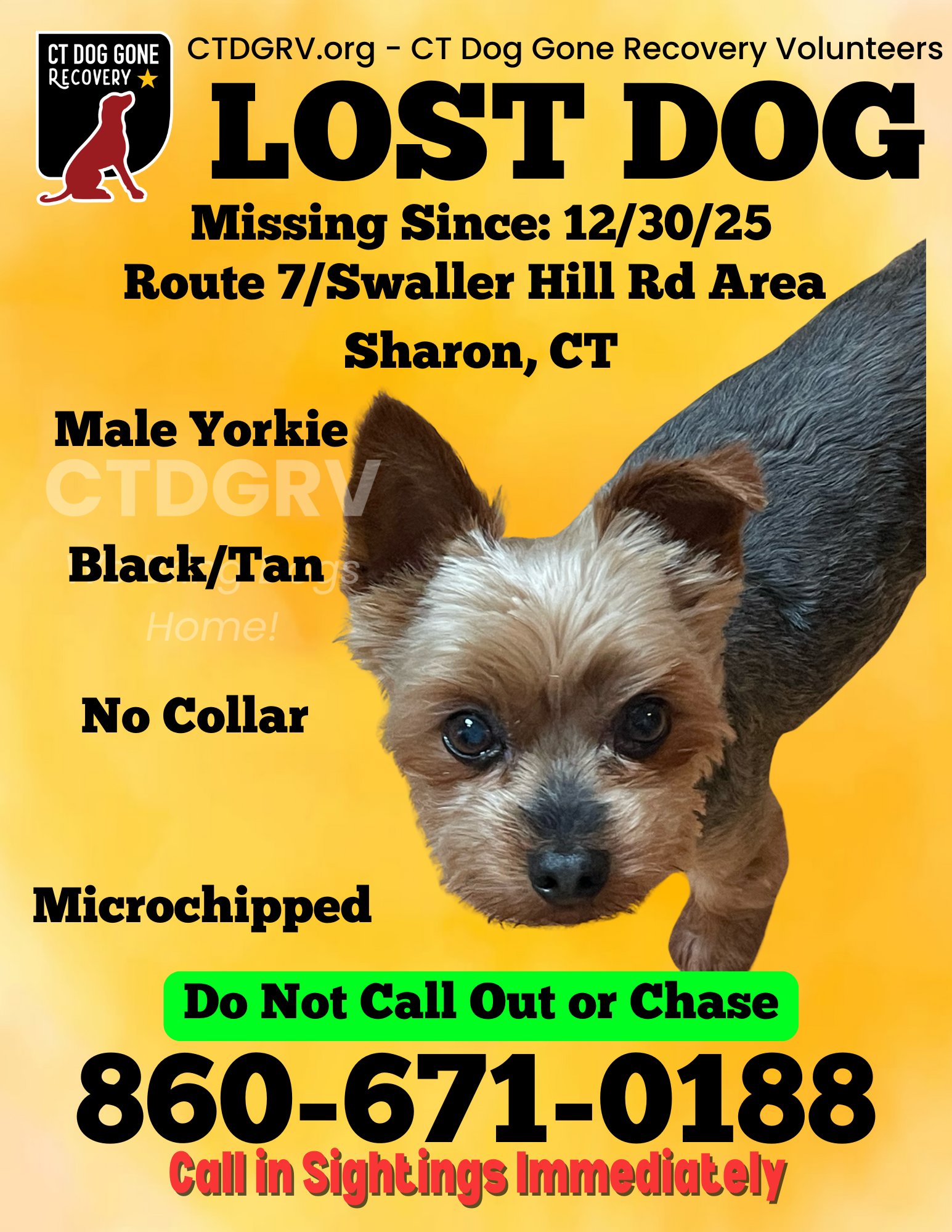 Lost Dog: Black/Tan, Chipped, Rt 7/419