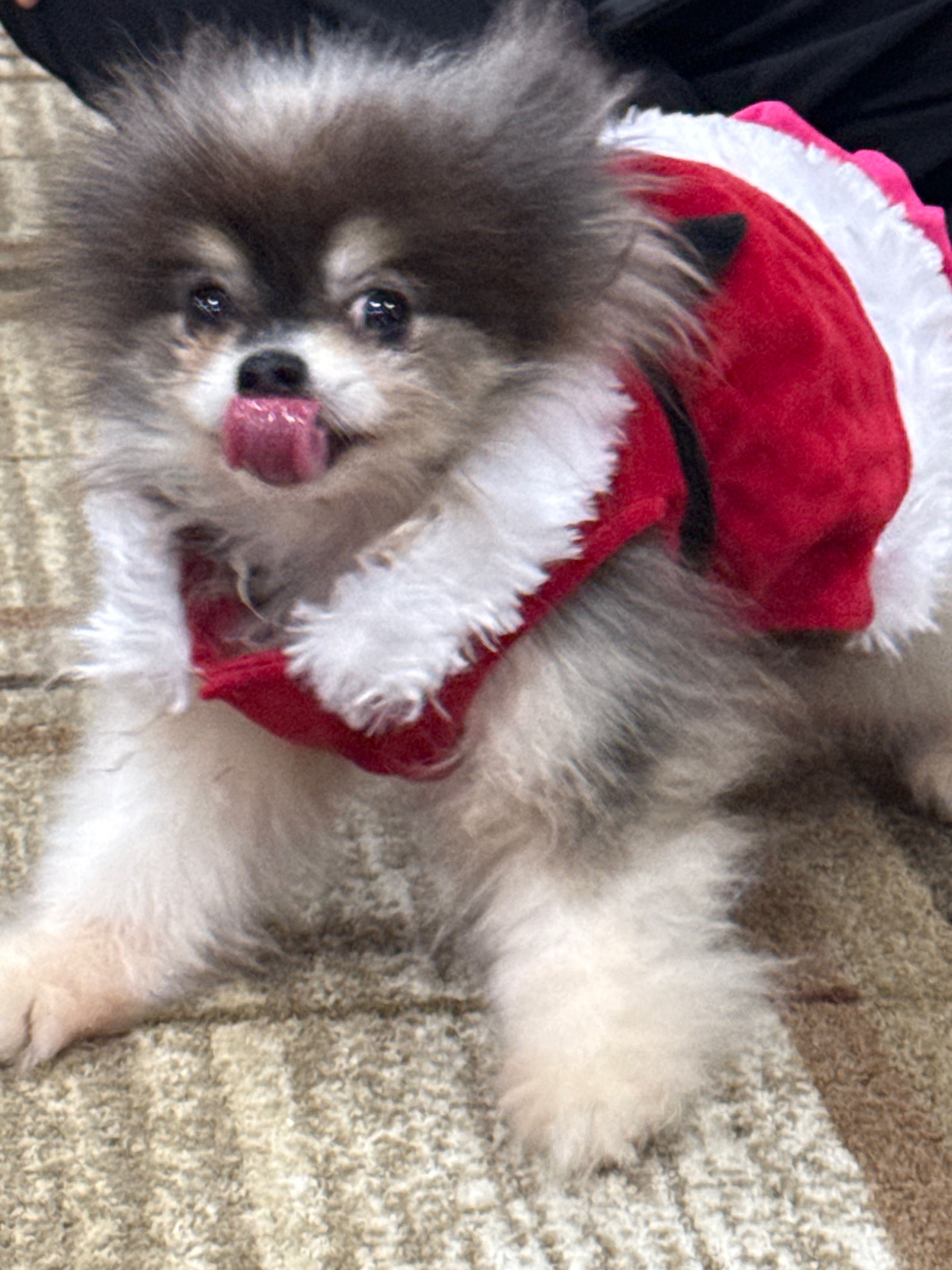 Help Find Coco: Chubby, Fluffy, 14-Year-Old