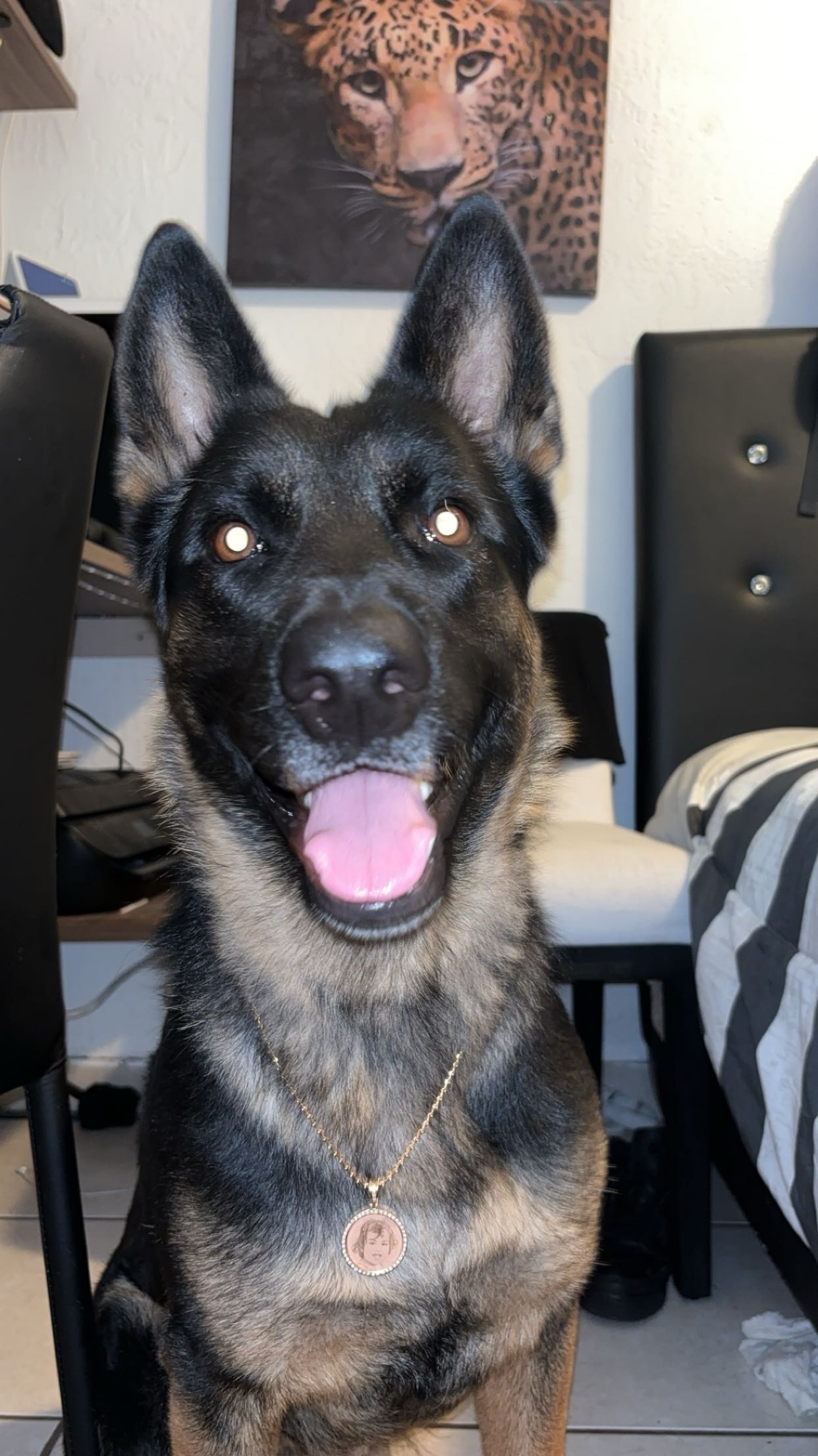 Lost Dog: Yellow Collar, Black Tongue