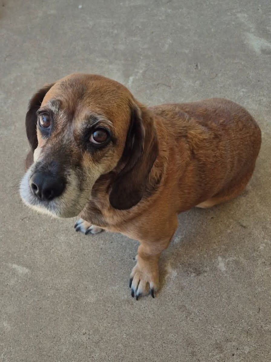 Lost Brown Beagle Mix in Hurst Area