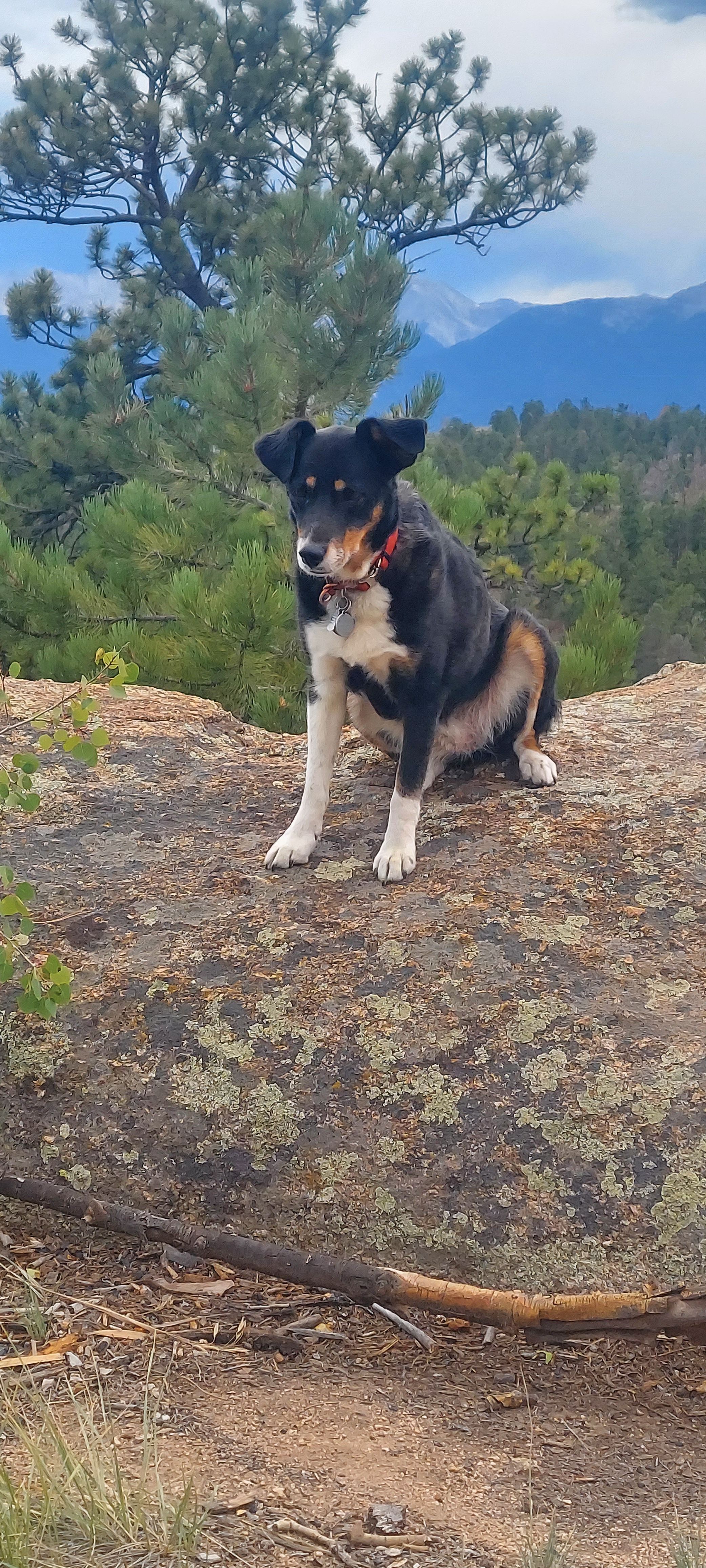 Lost Dog: Black & White, Red Collar, Freeland