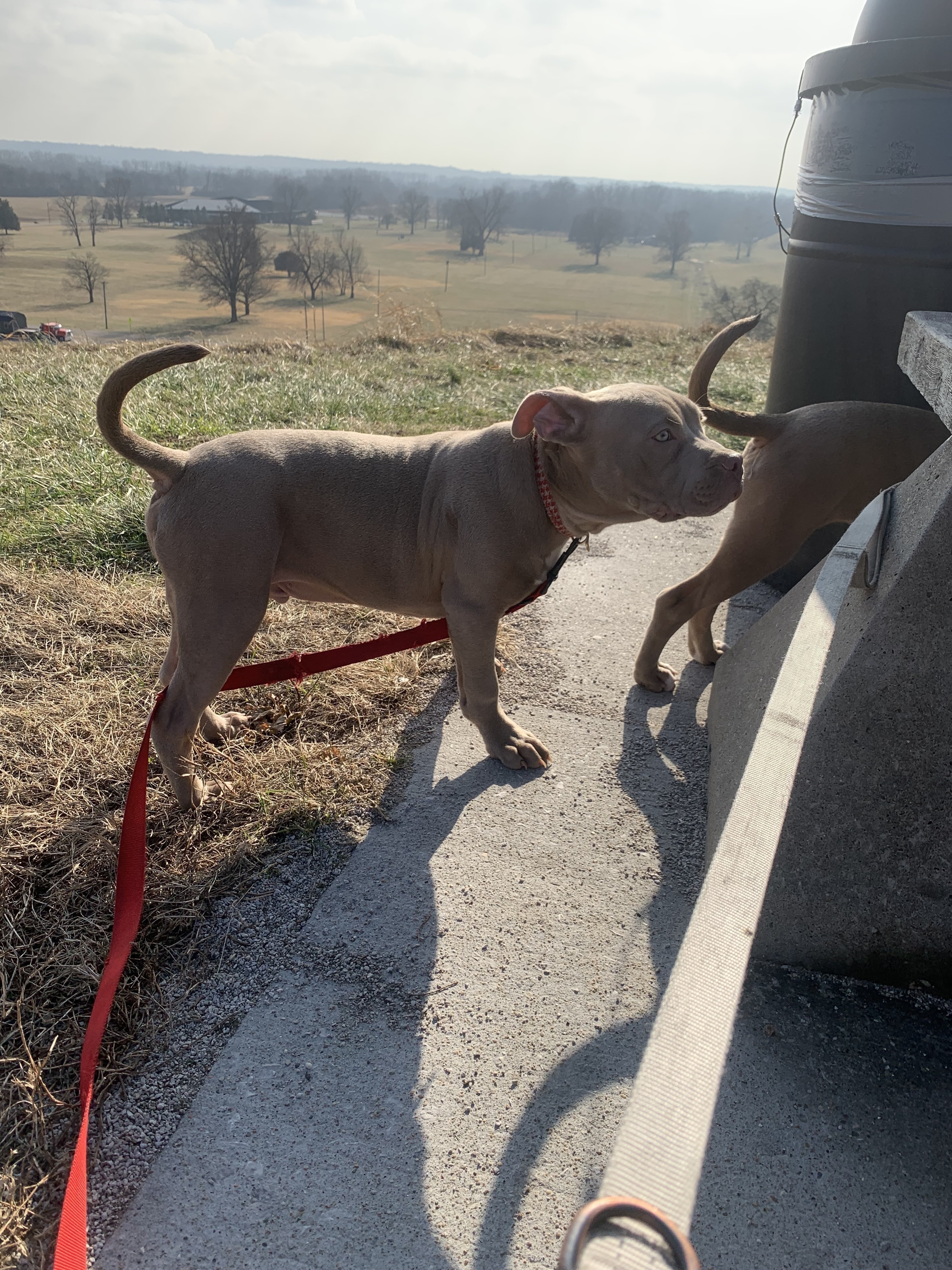 Lost: Friendly Brown Dog on Hodiamont Ave