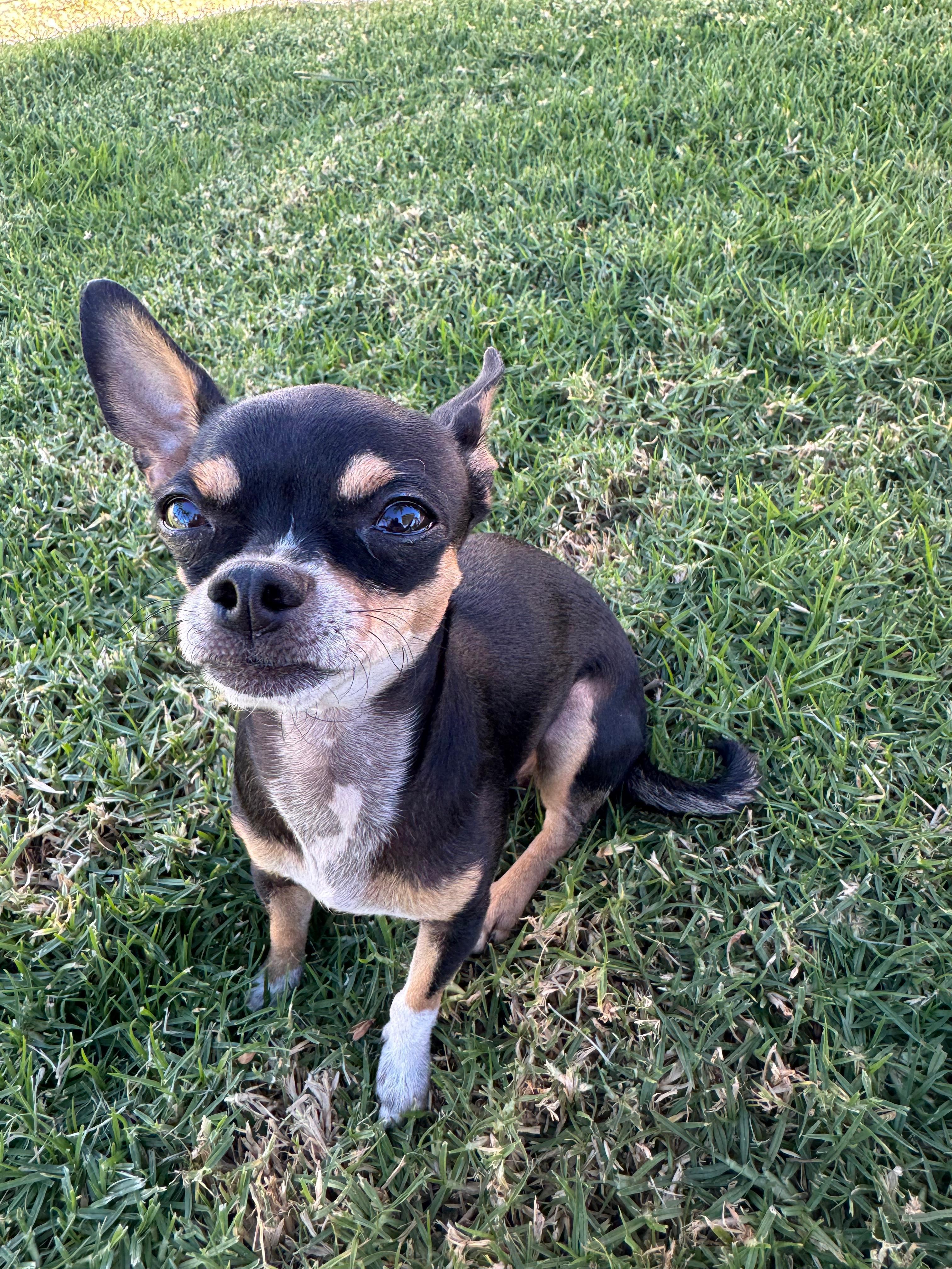 Lost: Small Black Chihuahua in Yucaipa