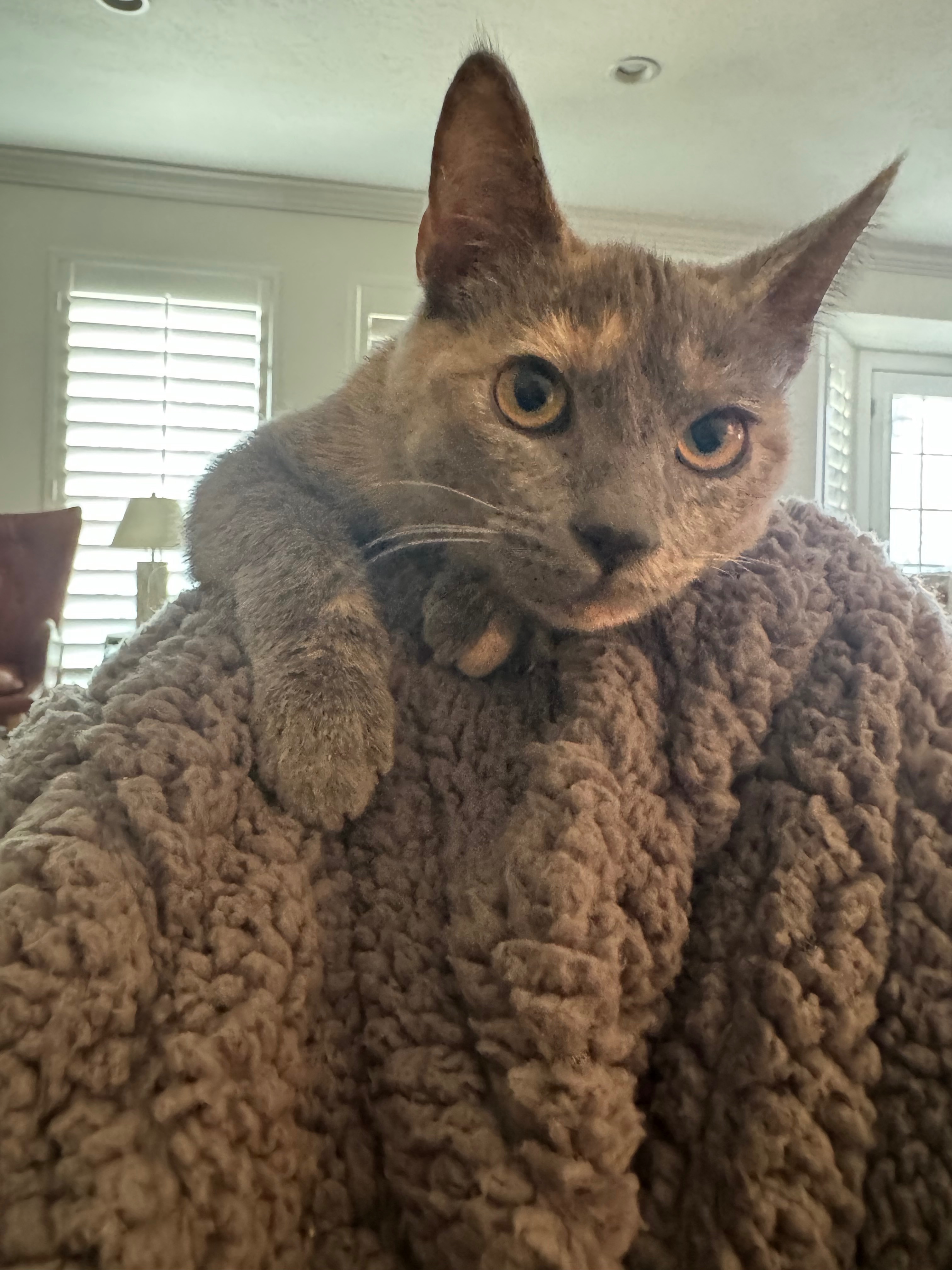 Friendly Gray Cat Missing on Knight Ave