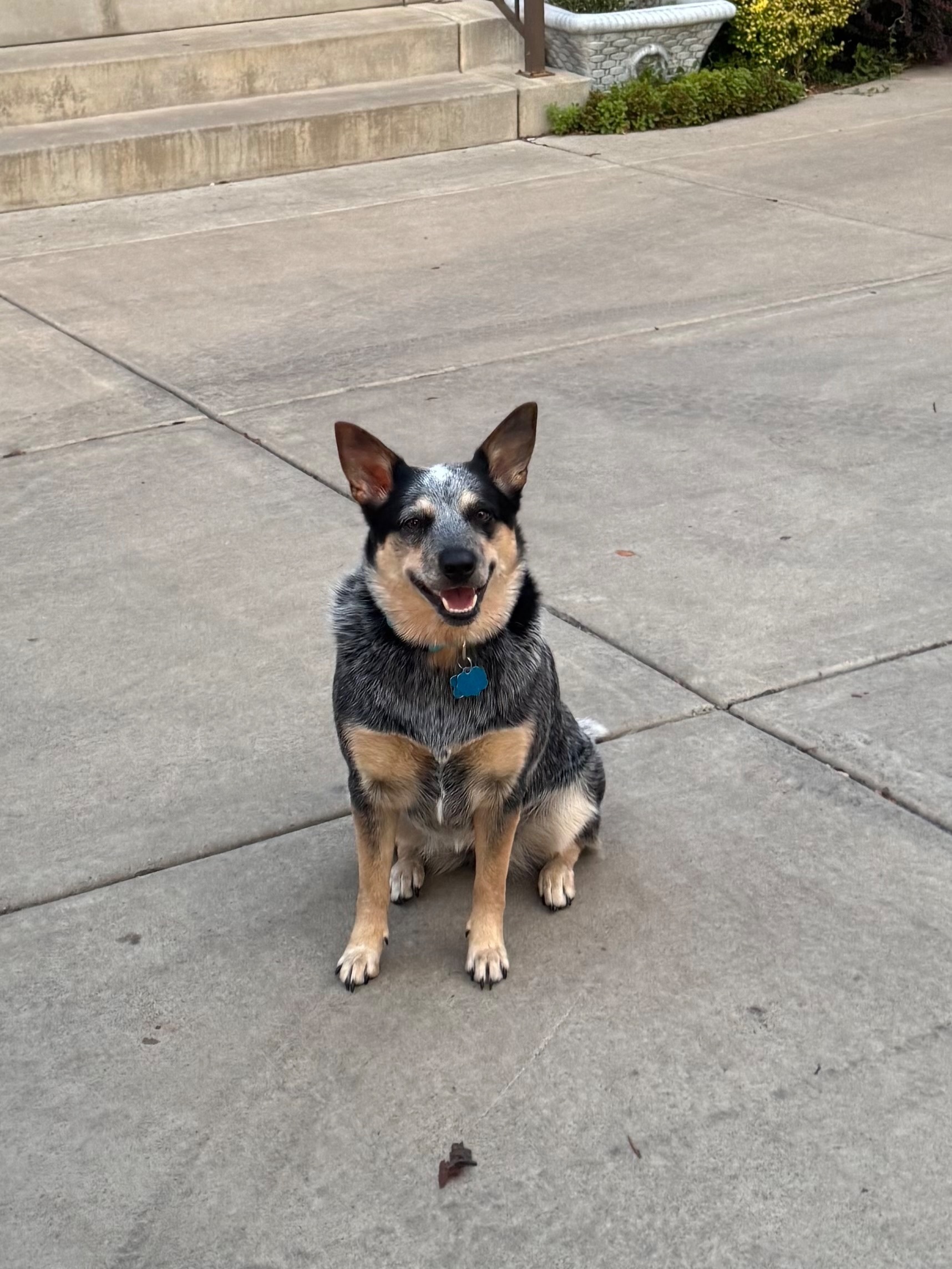 Lost Blue Heeler on Gailey Trail: Help!