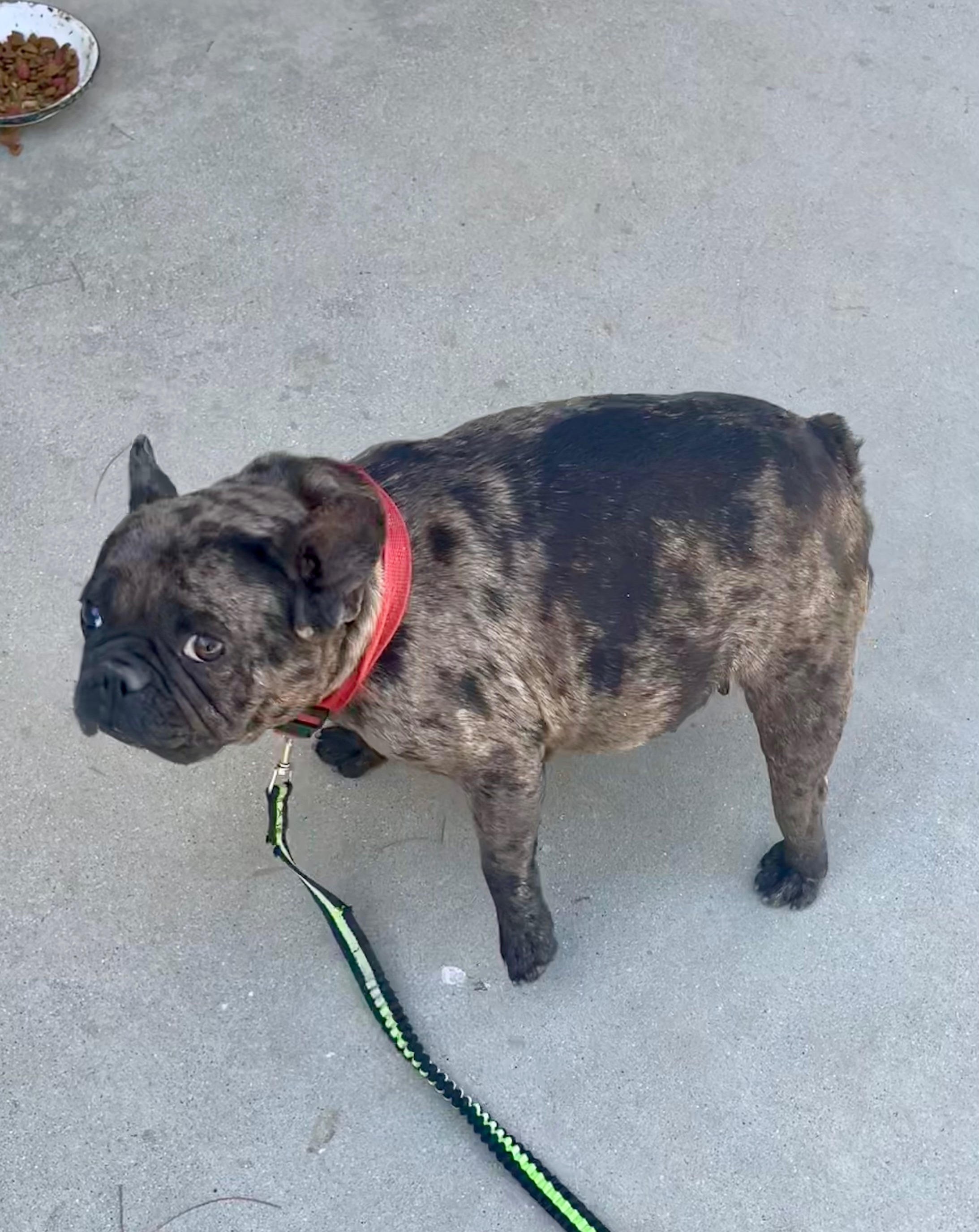 Lost dog, Littlerock