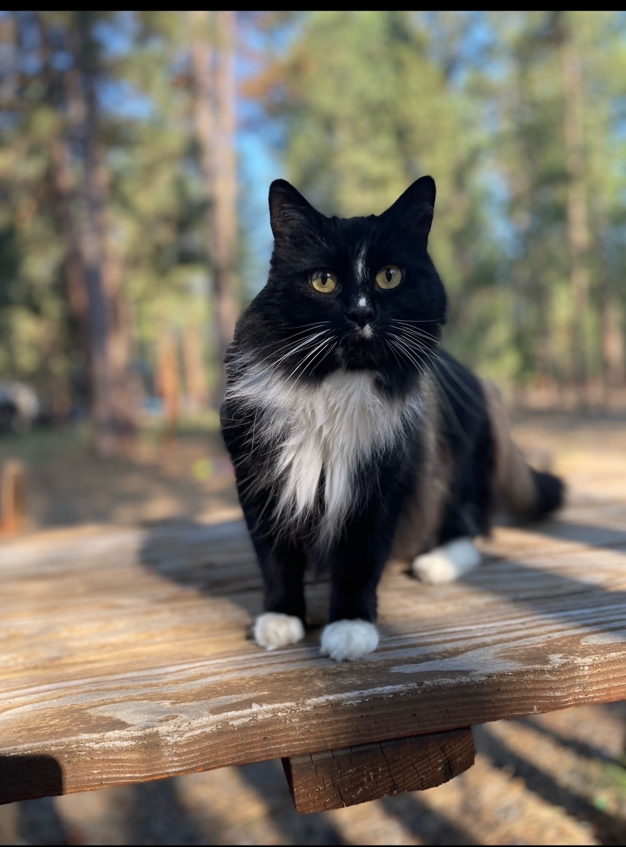 Lost: Sweet Fluffy Cat in La Pine