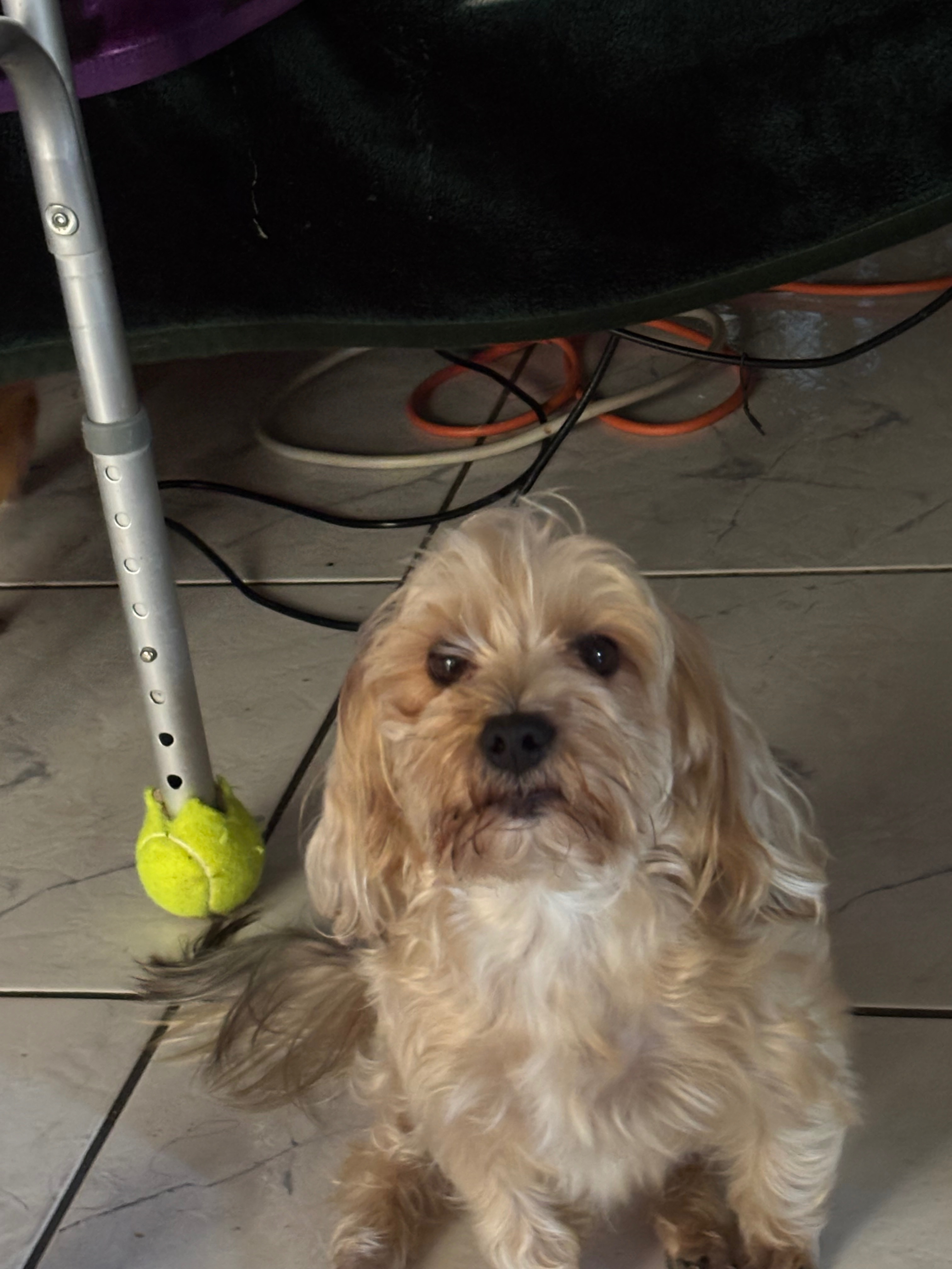 Lost Dogs Mia & Nikki in Hidalgo, TX