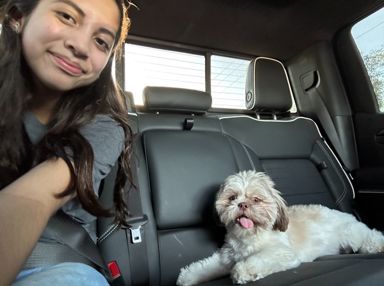 Lost Shitzu: White & Tan, Patricia Dr, SA