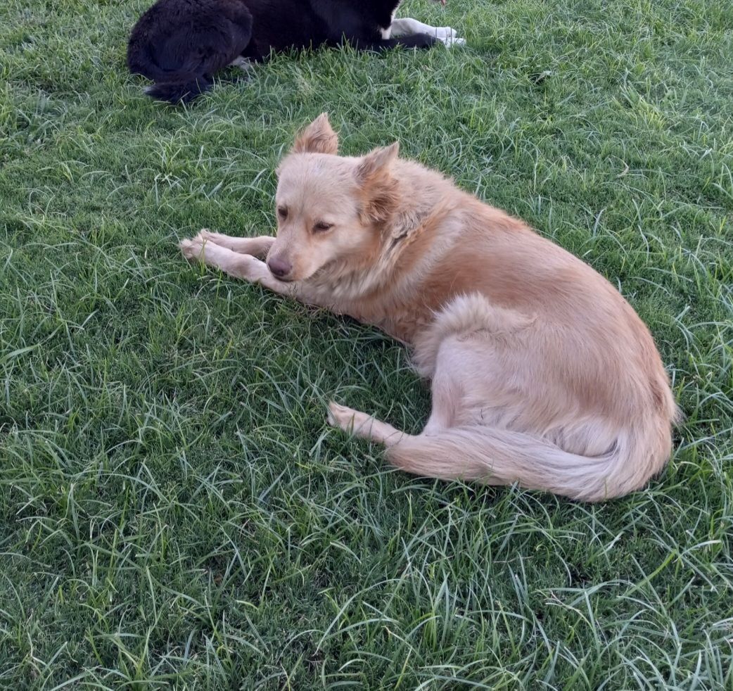 Help Find Our Friendly Lost Dog in Vegas