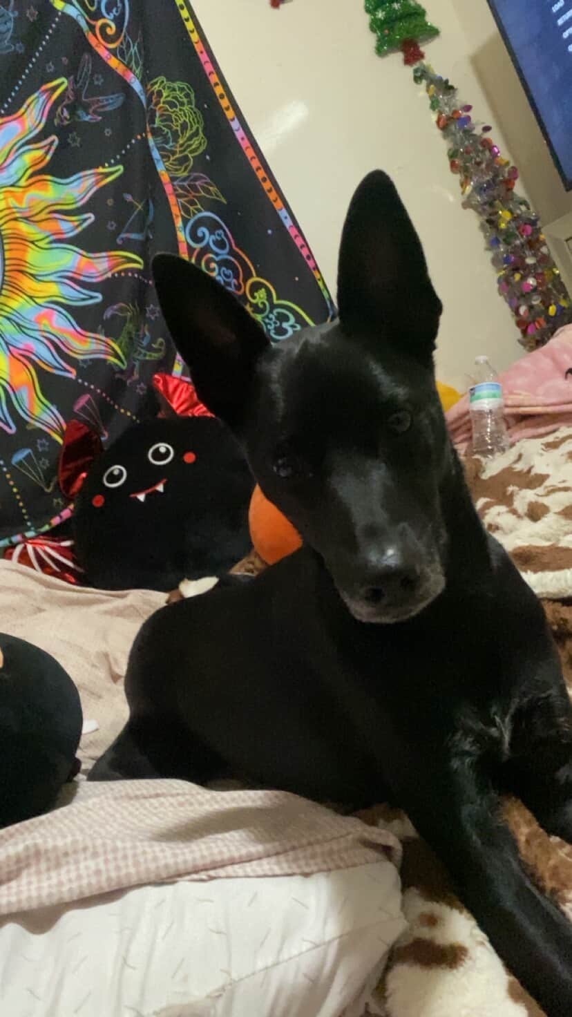 Lost: Black Shepherd with Star Marking