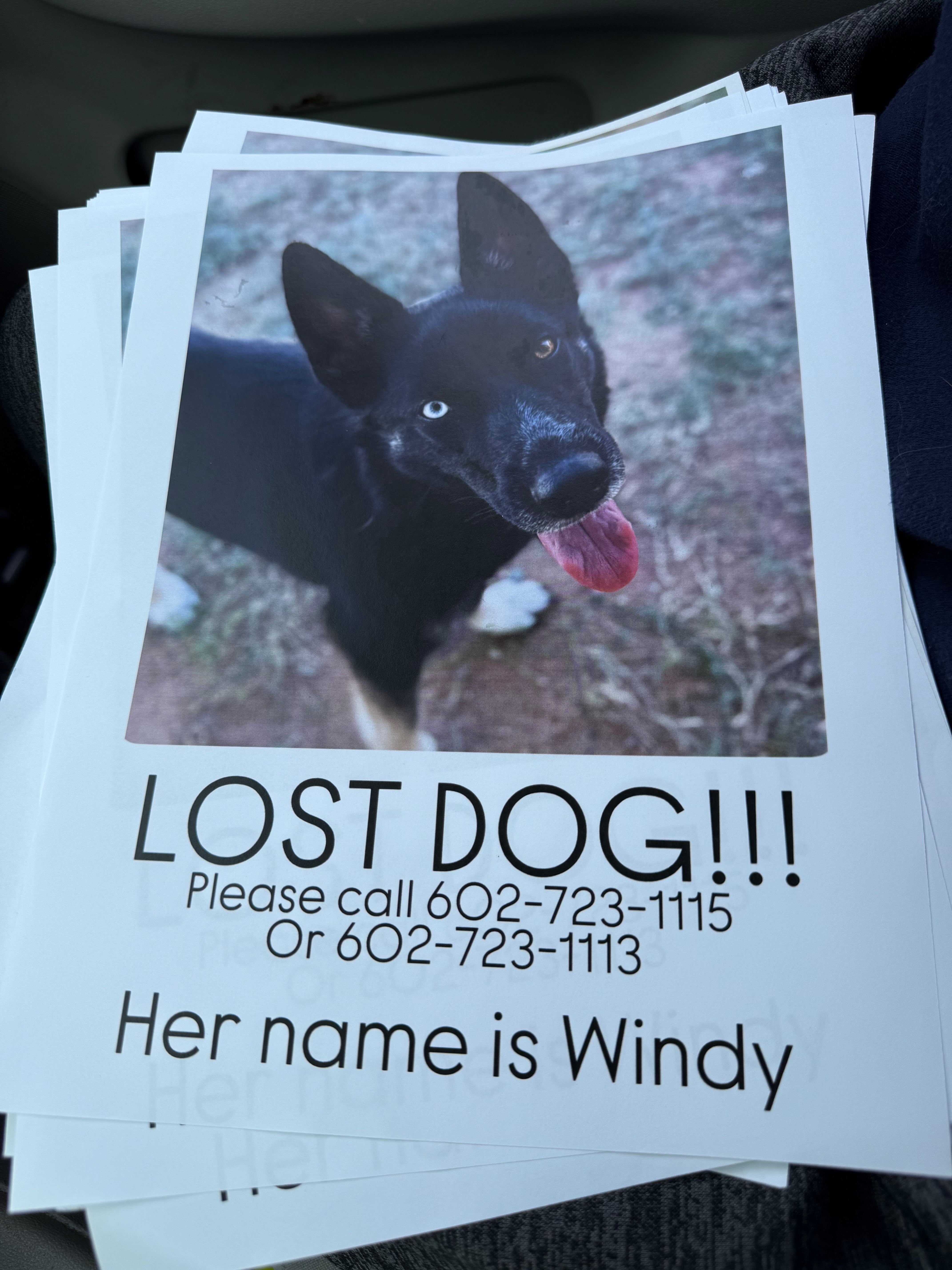 Lost Dog: Blue & Brown Eyes, Peoria