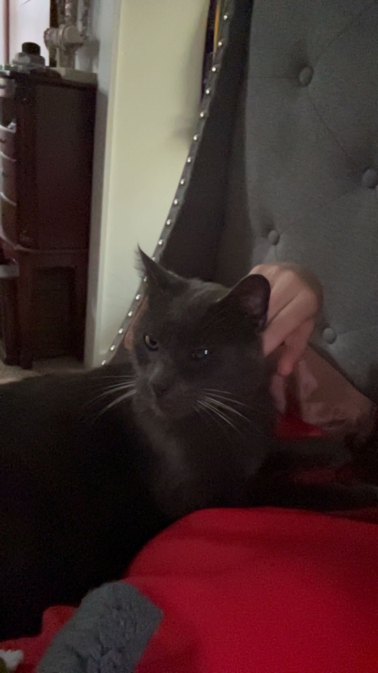 Lost Cat: Grey with Unique Eyes, Fulton