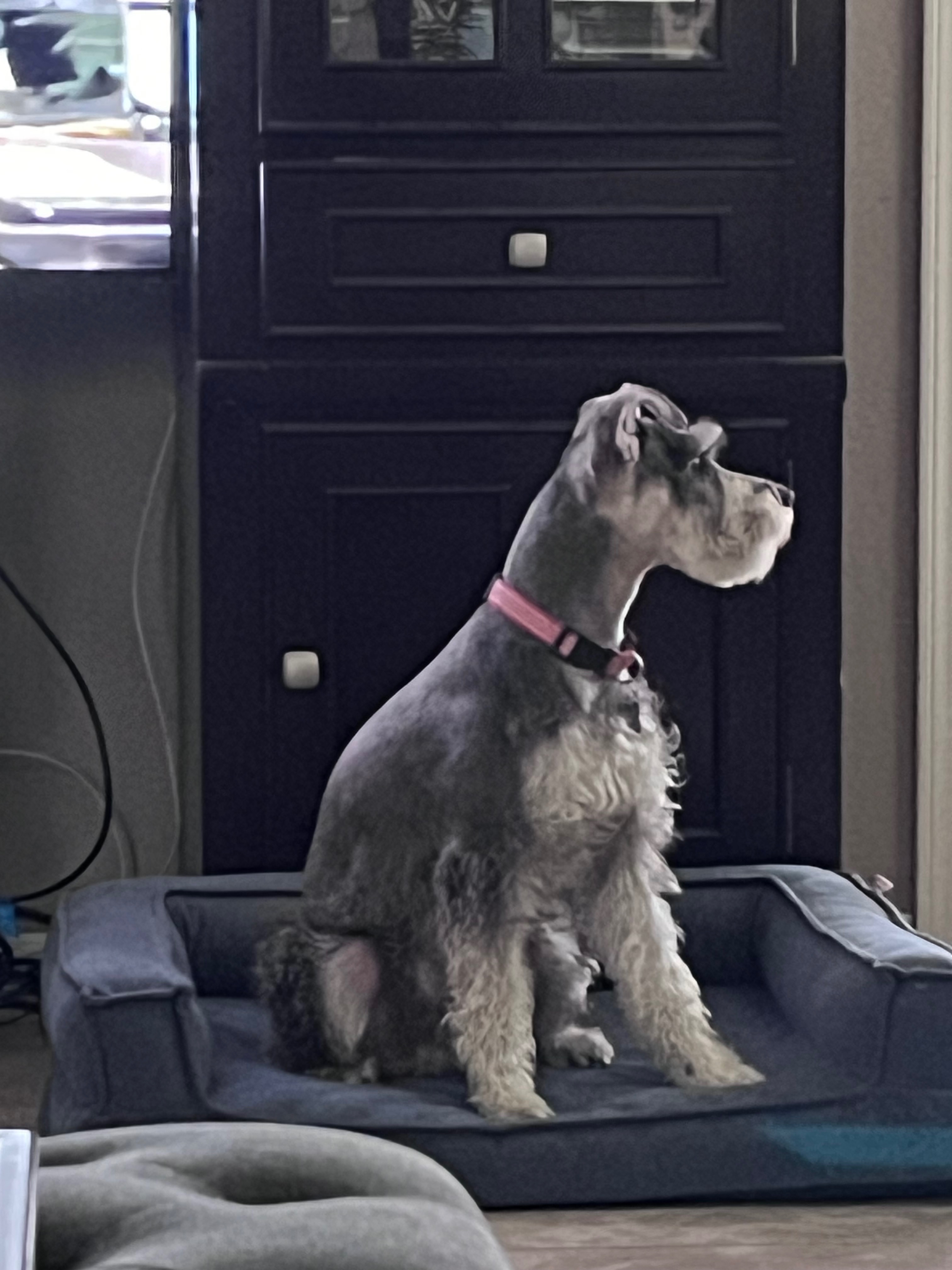 Lost Dog: Black Collar & Green Shirt