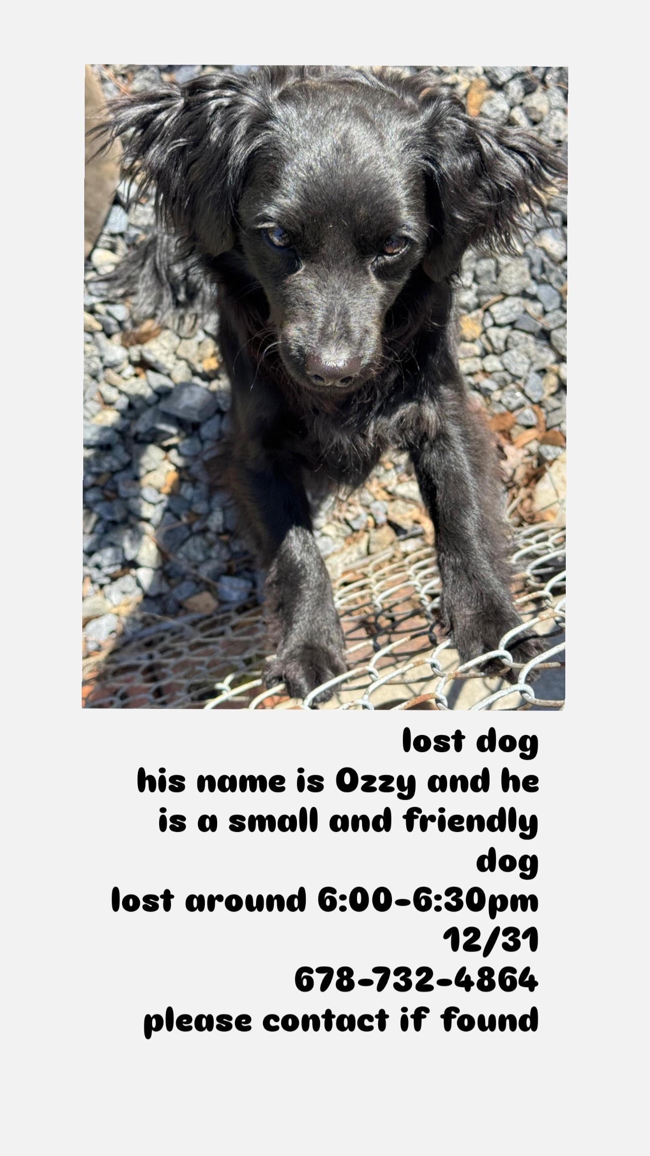 Lost Dog: Fluffy & Friendly, Rivercrest Dr