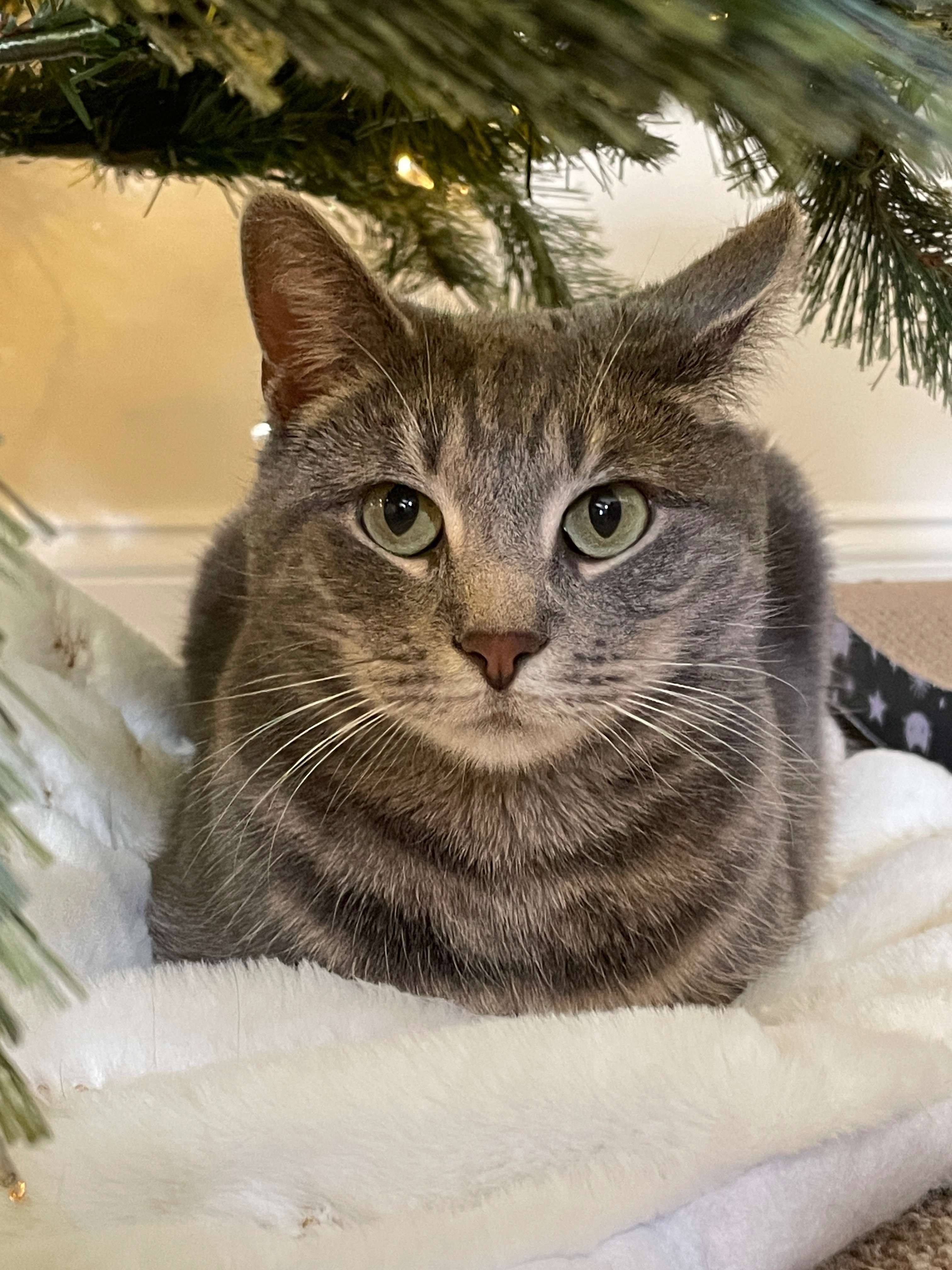 Lost Gray Tabby: Moo Moo in Whitpain