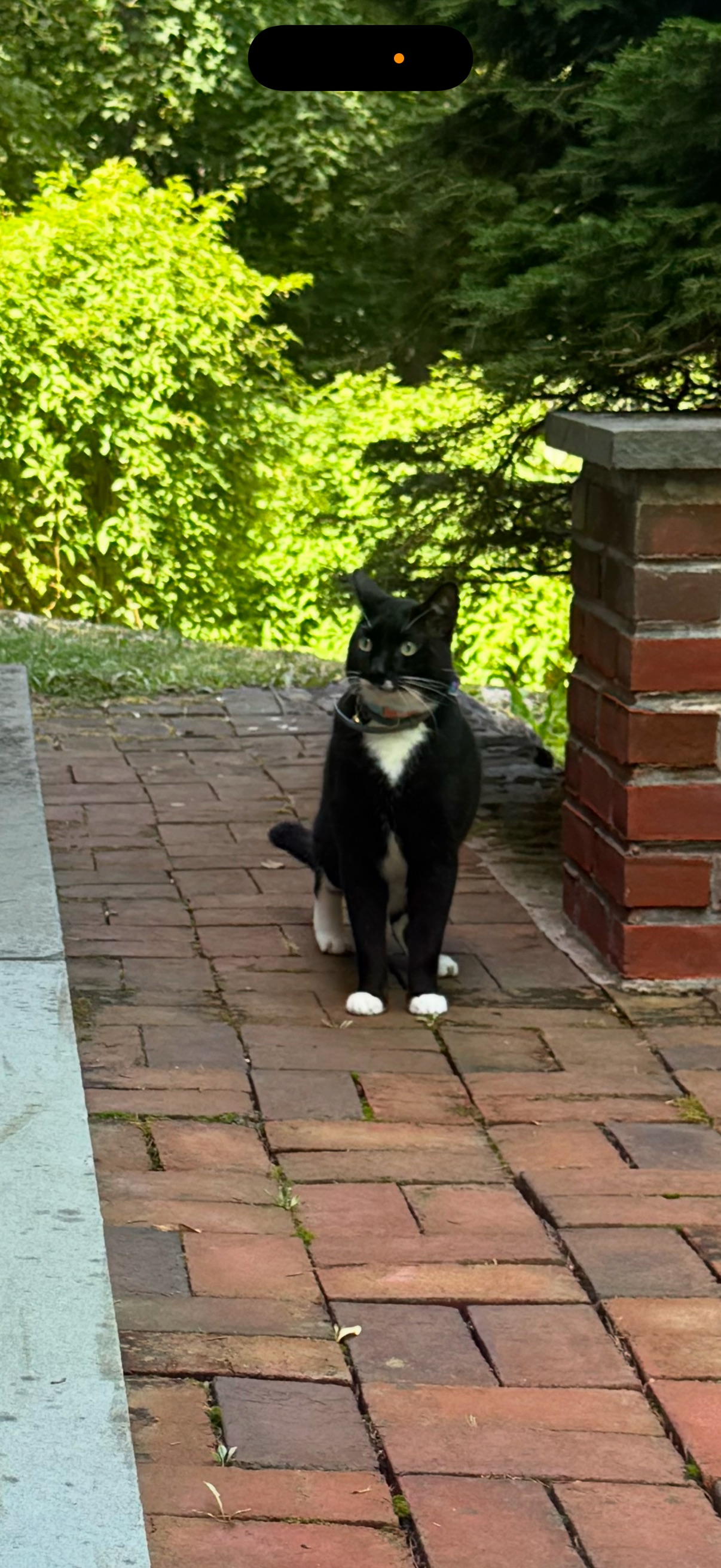 Lost Cat with Collar in Royal Palm Beach