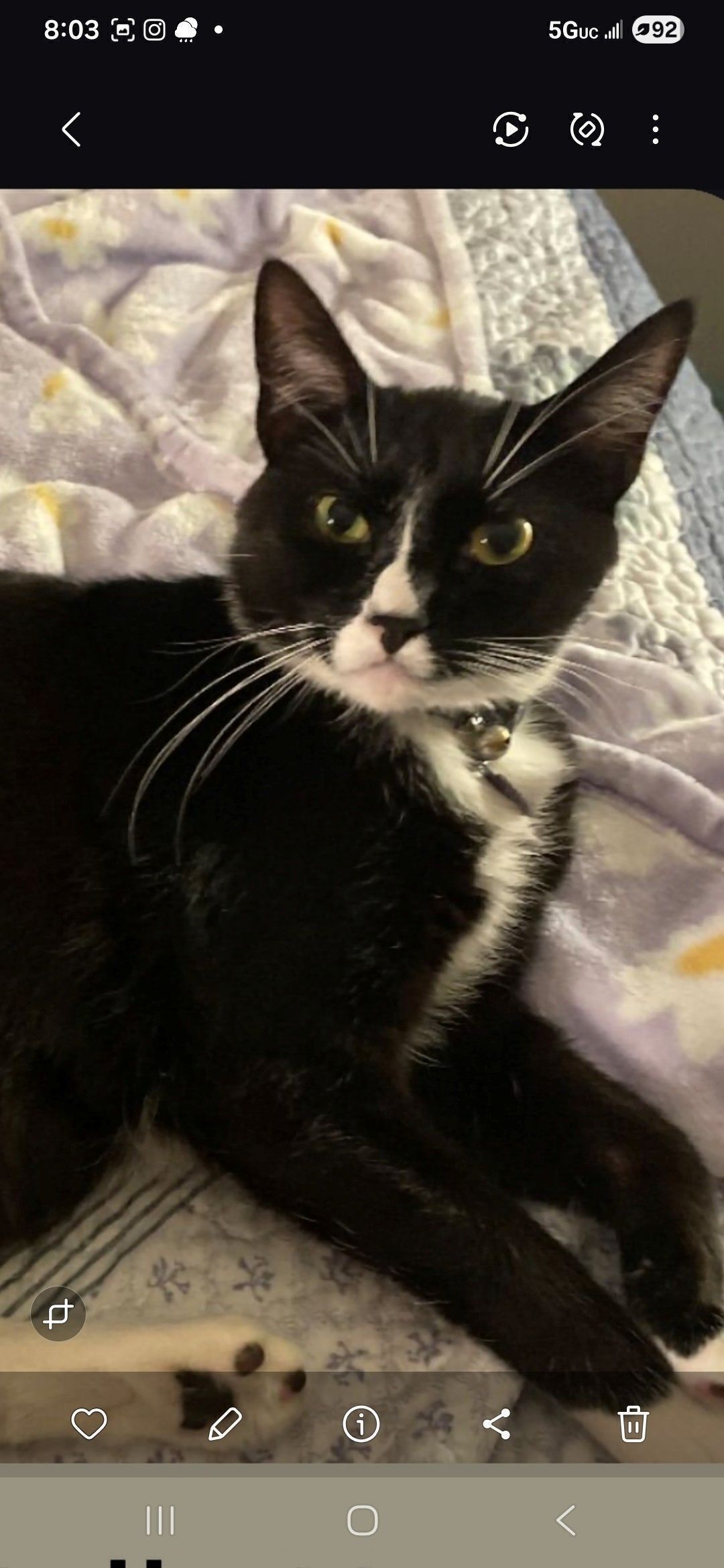 Lost Tuxedo Cat: Sweet, Shy in Highland Hts