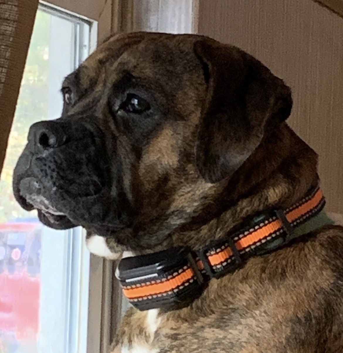Lost Brindle Dog: Chubby on Tiger St