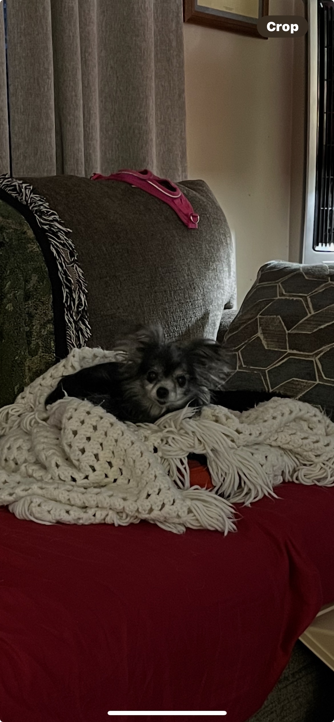 Lost: Elderly Black Pom/Chi on Watts St.