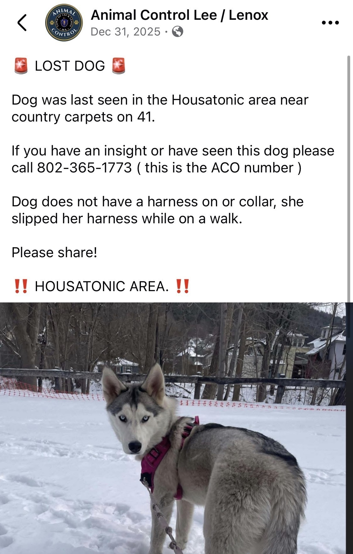 Lost Dog: Blue-Eyed Beauty in MA