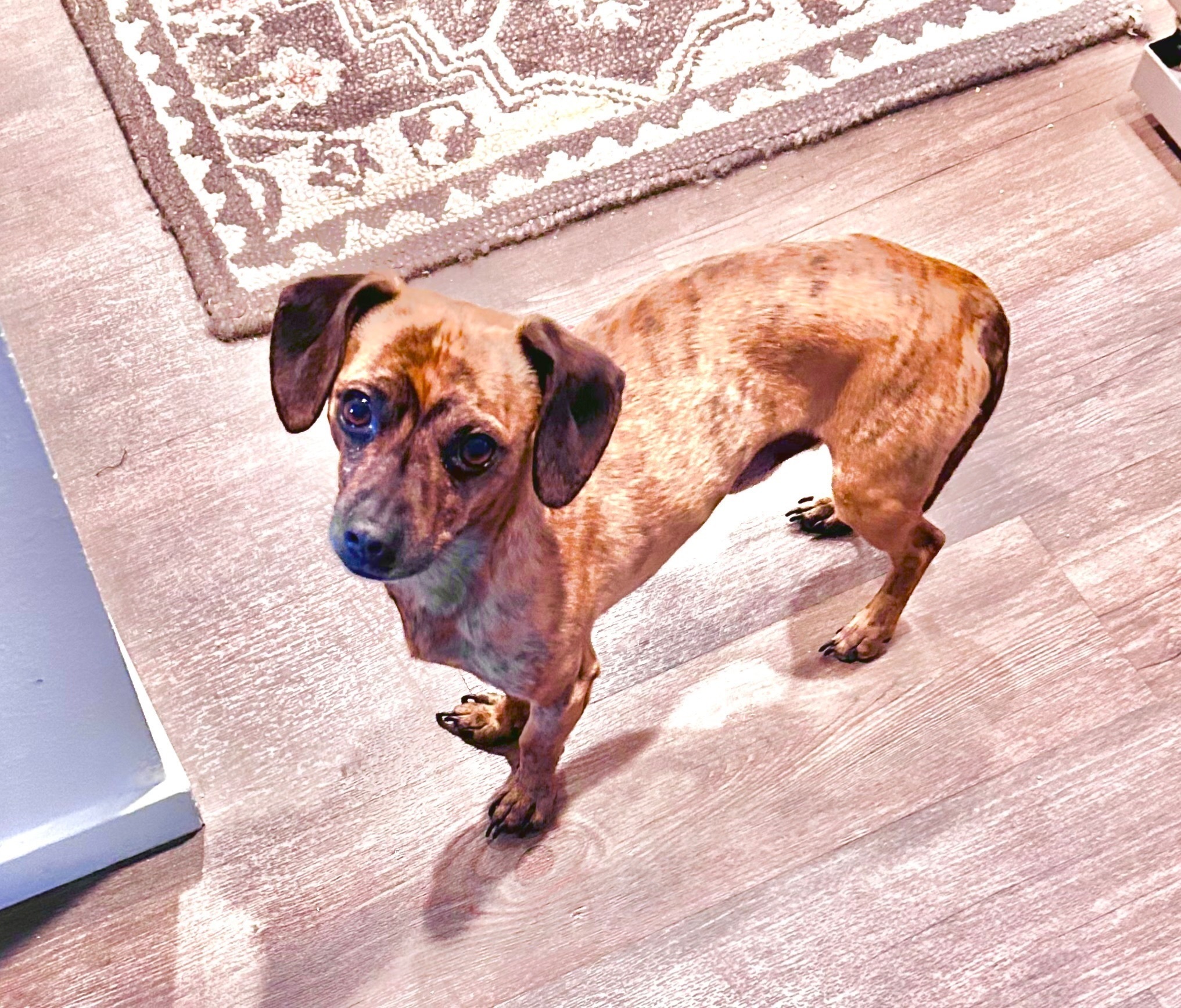 Found Brindle Dachshund Mix on...
