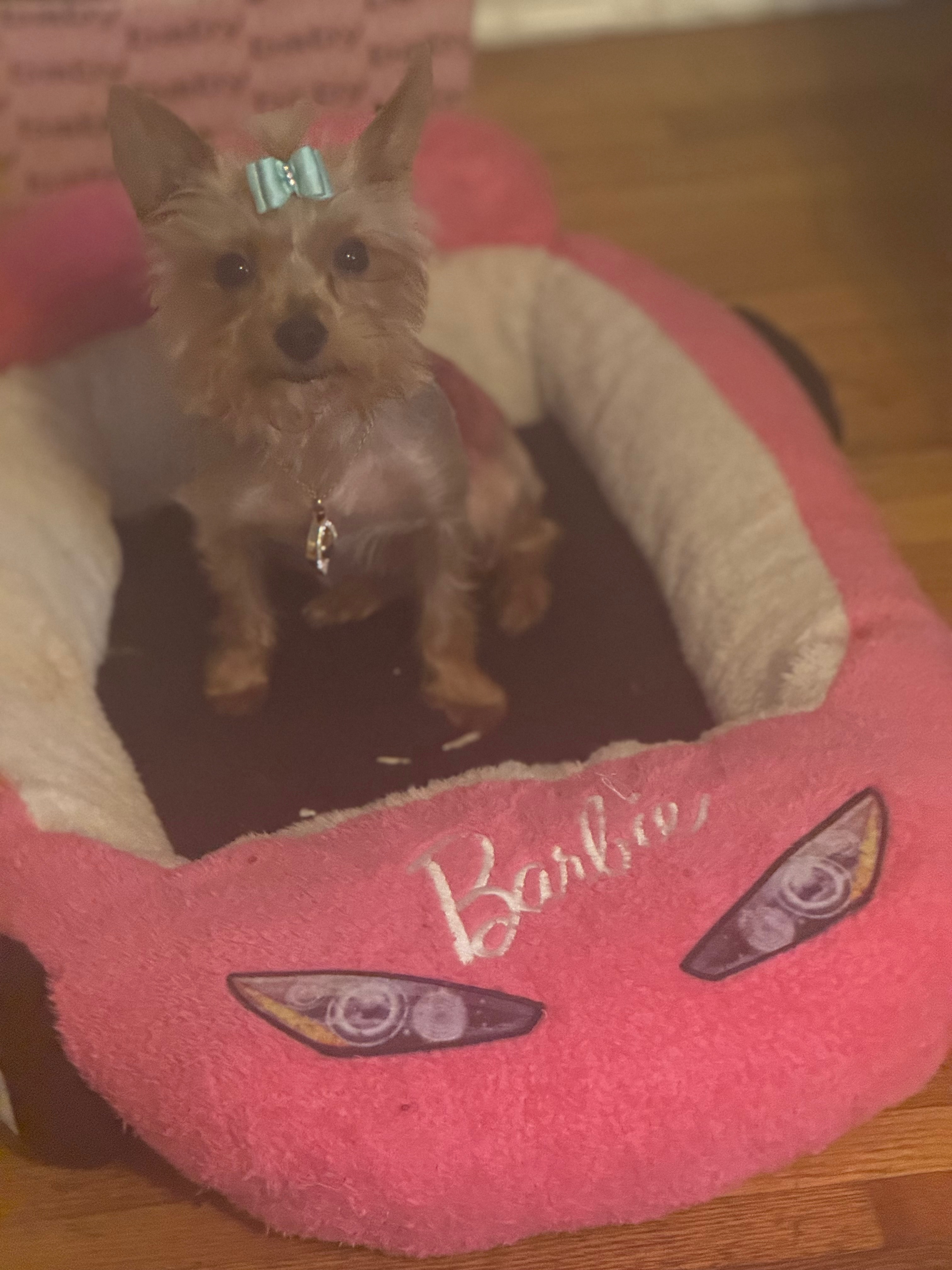 Lost Teacup Yorkie in Dior Sweater, STL