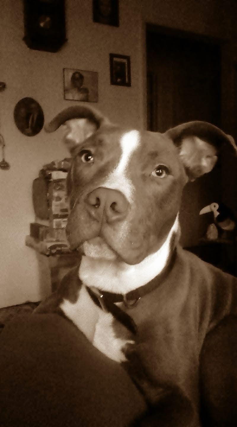 Lost: Brown & White Pitbull in Paxton