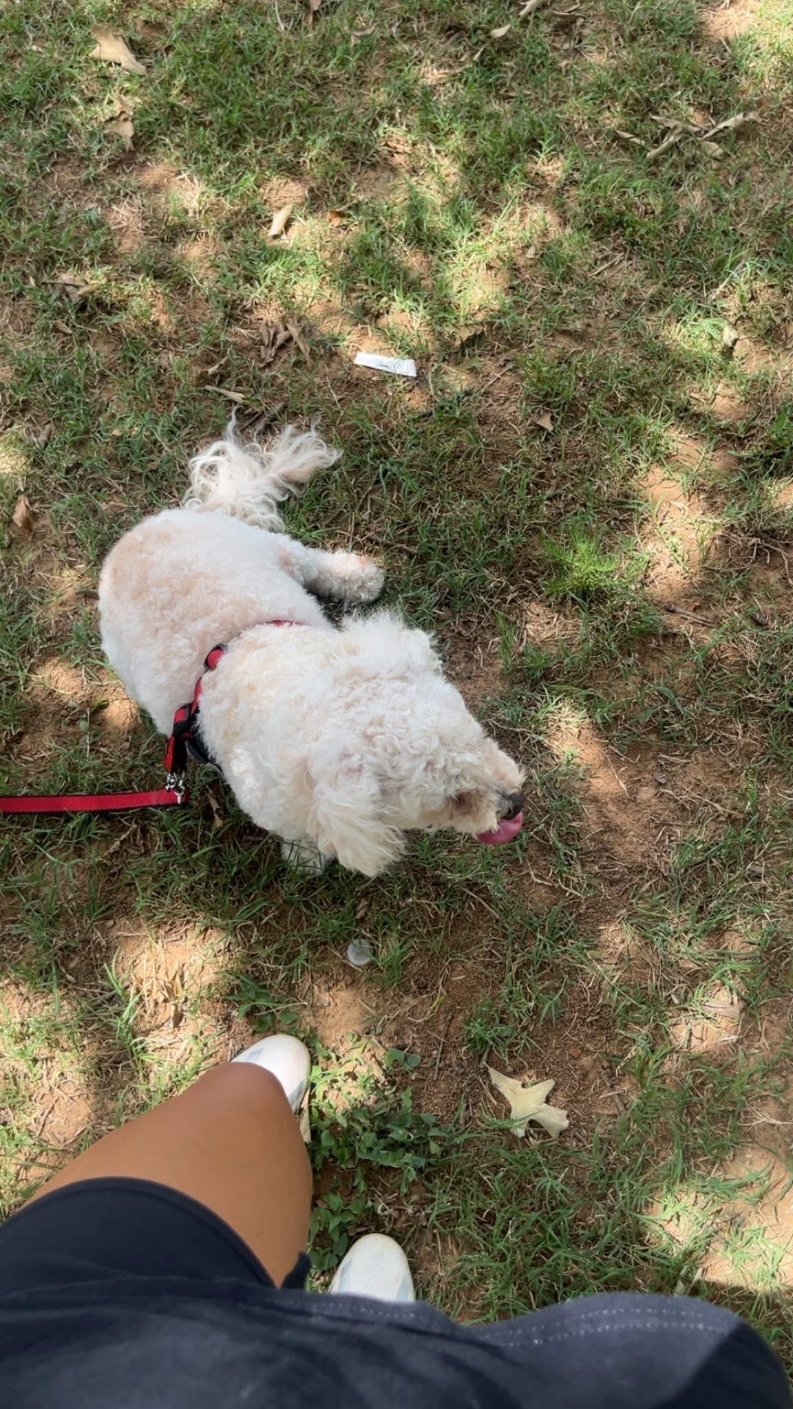 Lost Dog: White & Beige with Underbite