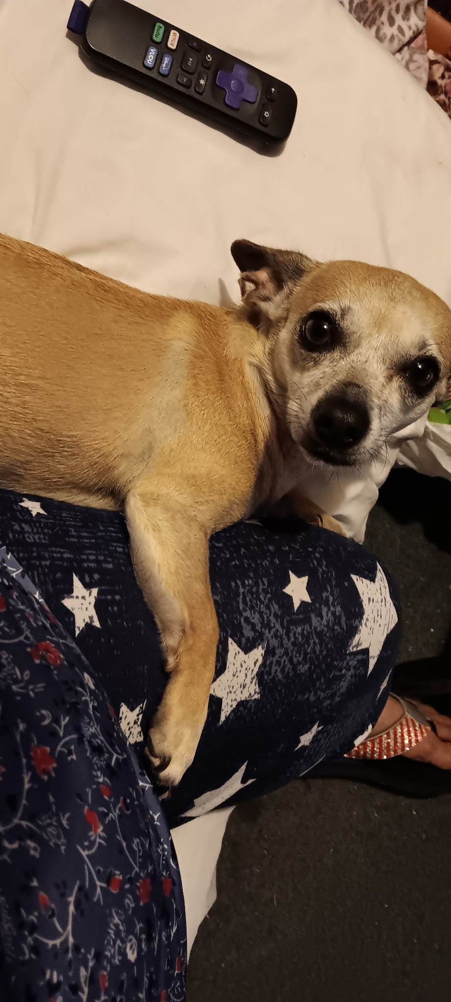 Help Find Polly: Lost Tan Dog in Elmendorf