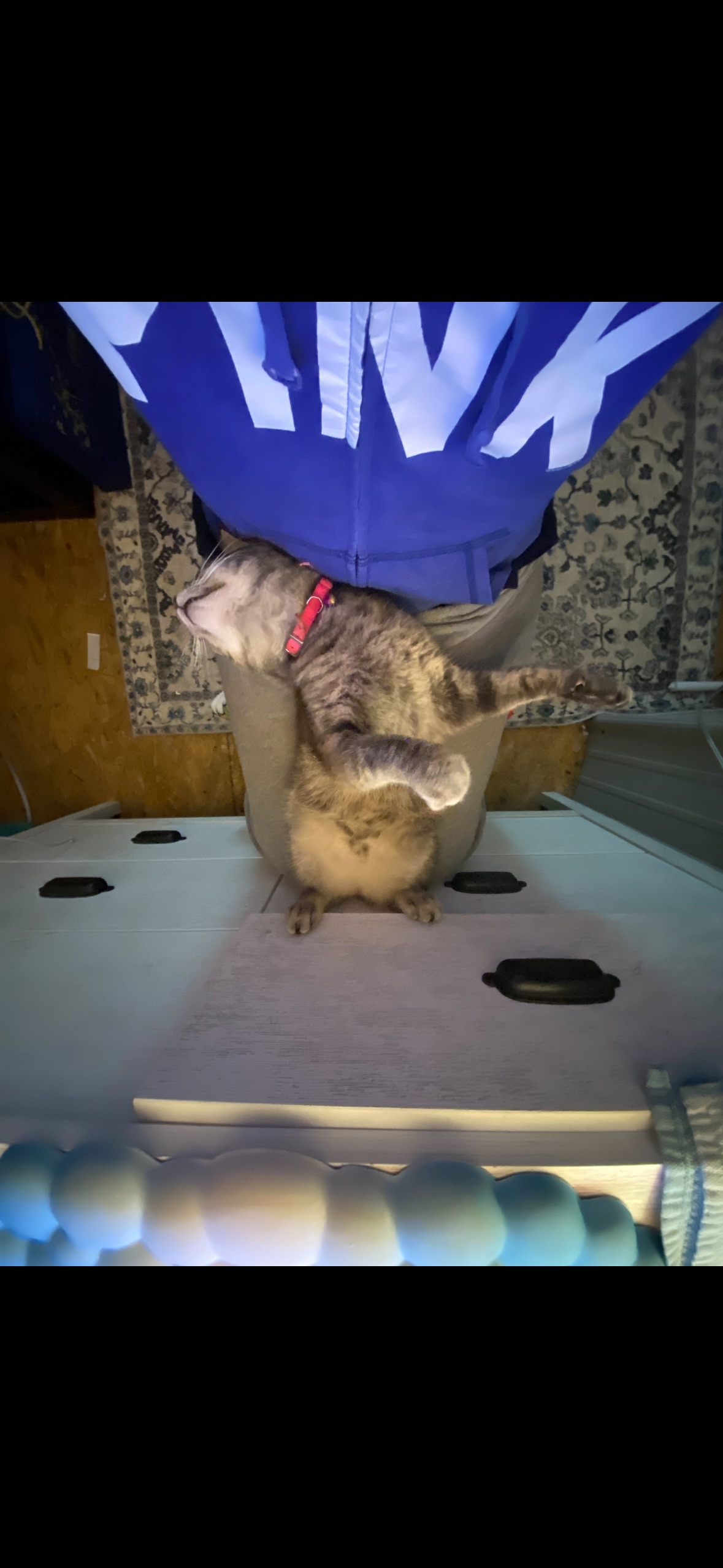 Lost Cat: Friendly Gray/Black on Hemlock Way