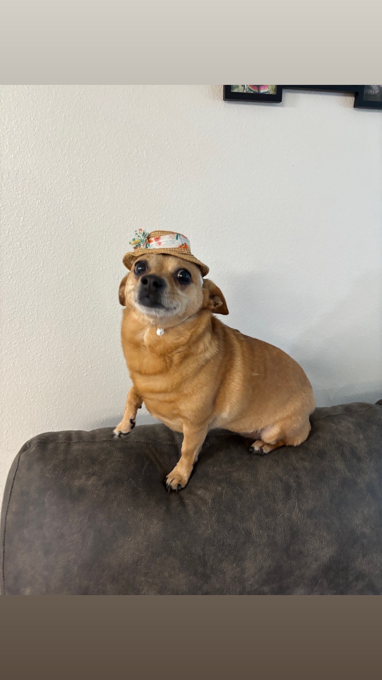 Lost Chihuahua: Light Brown, Naples Area