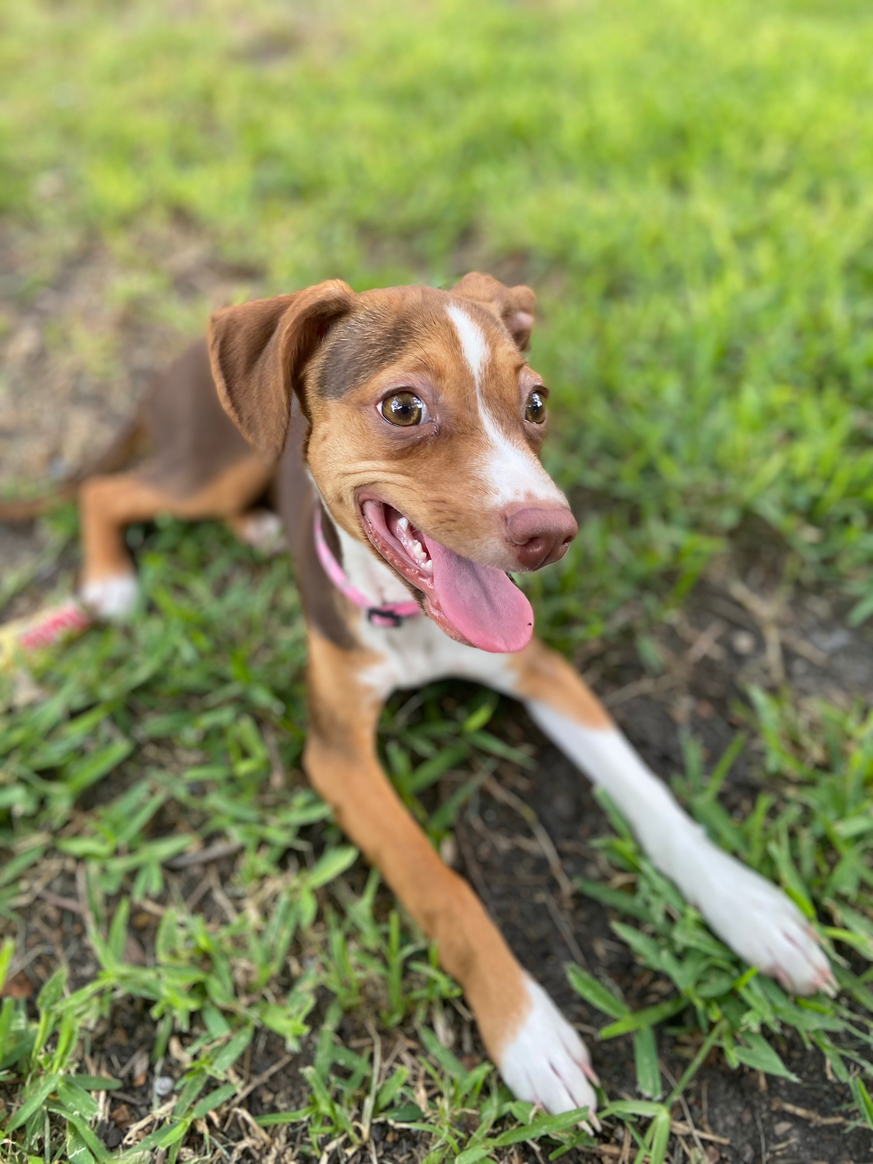 Lost Chihuahua Mix: Friendly, Pink Collar