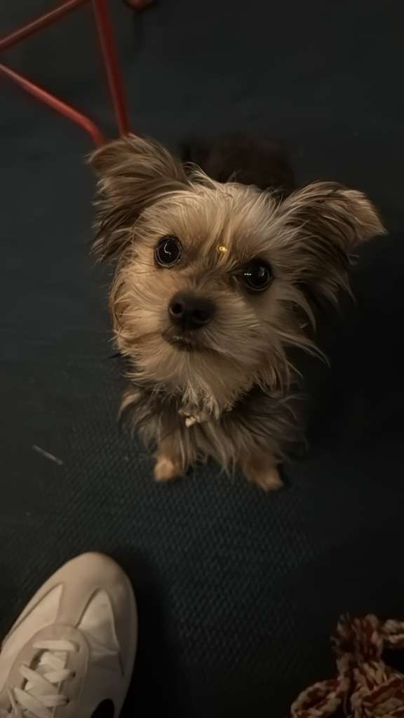 Lost Tiny Dog: Ringwood Ave, Orlando