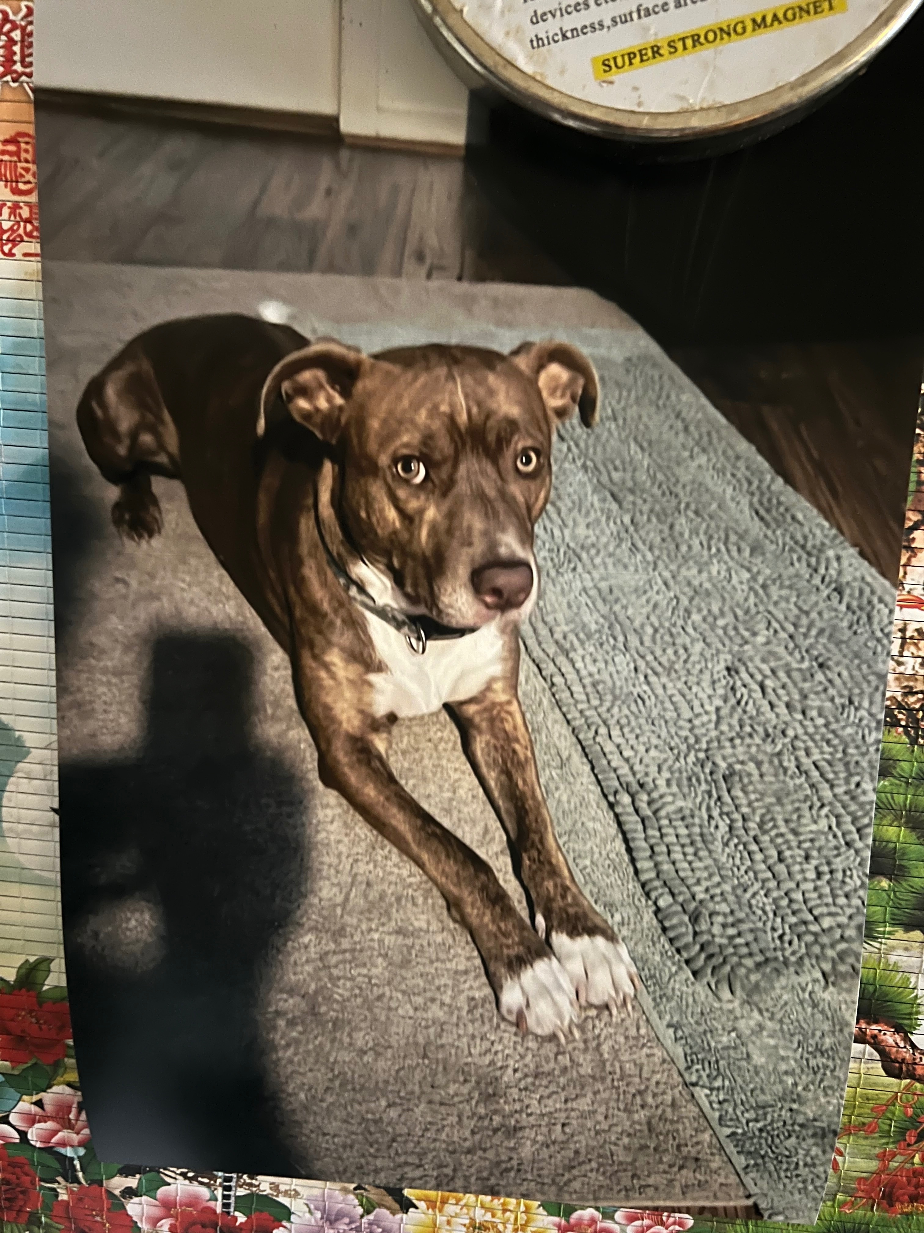 Lost Am-Staff: Brindle, Camouflage Collar